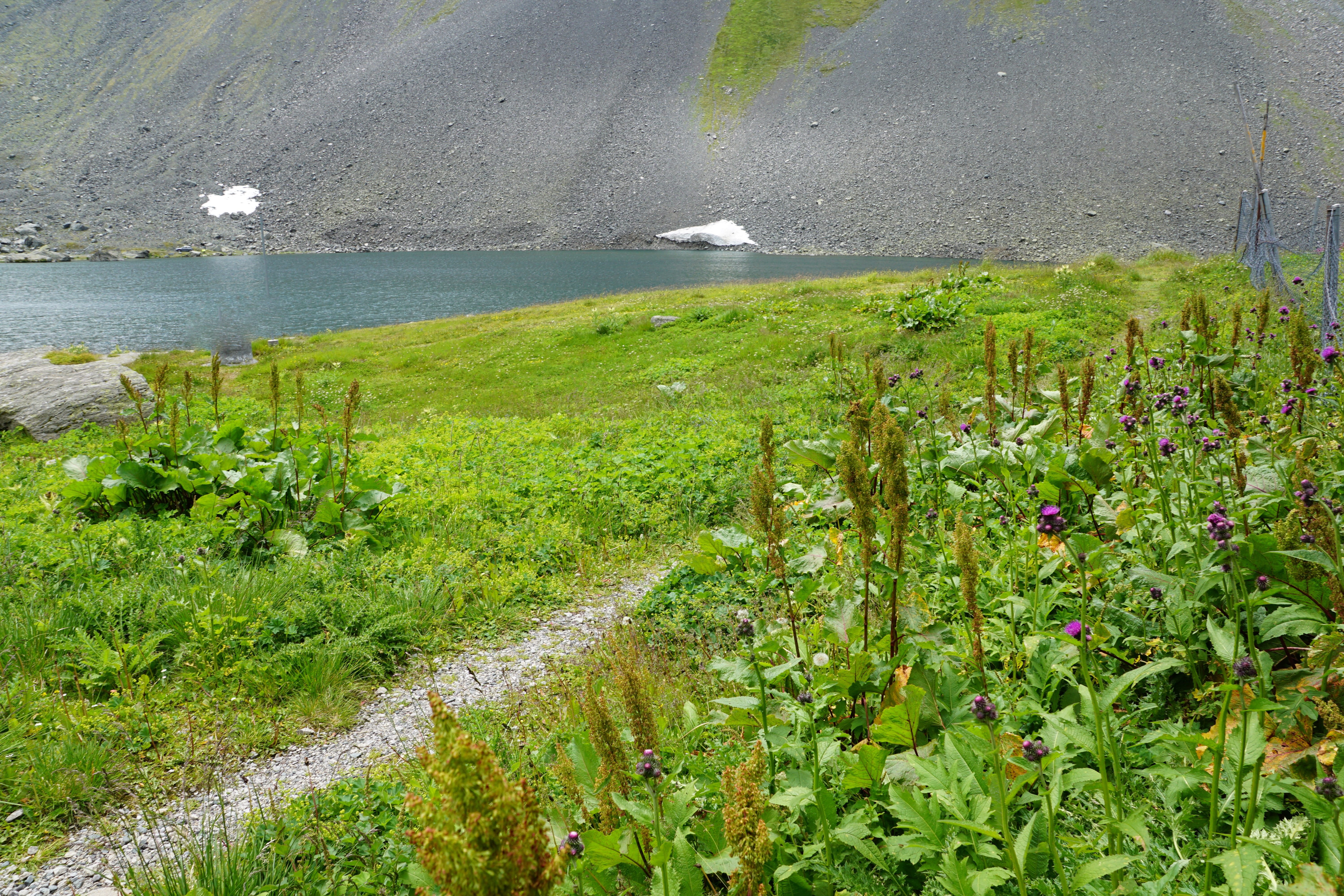 south, transalp, grass, tranquility, tree, beach, green, flüelapass, lake, sea, europe, path, swiss, water, cold, beauty in nature, hike, border, park, HD Wallpaper