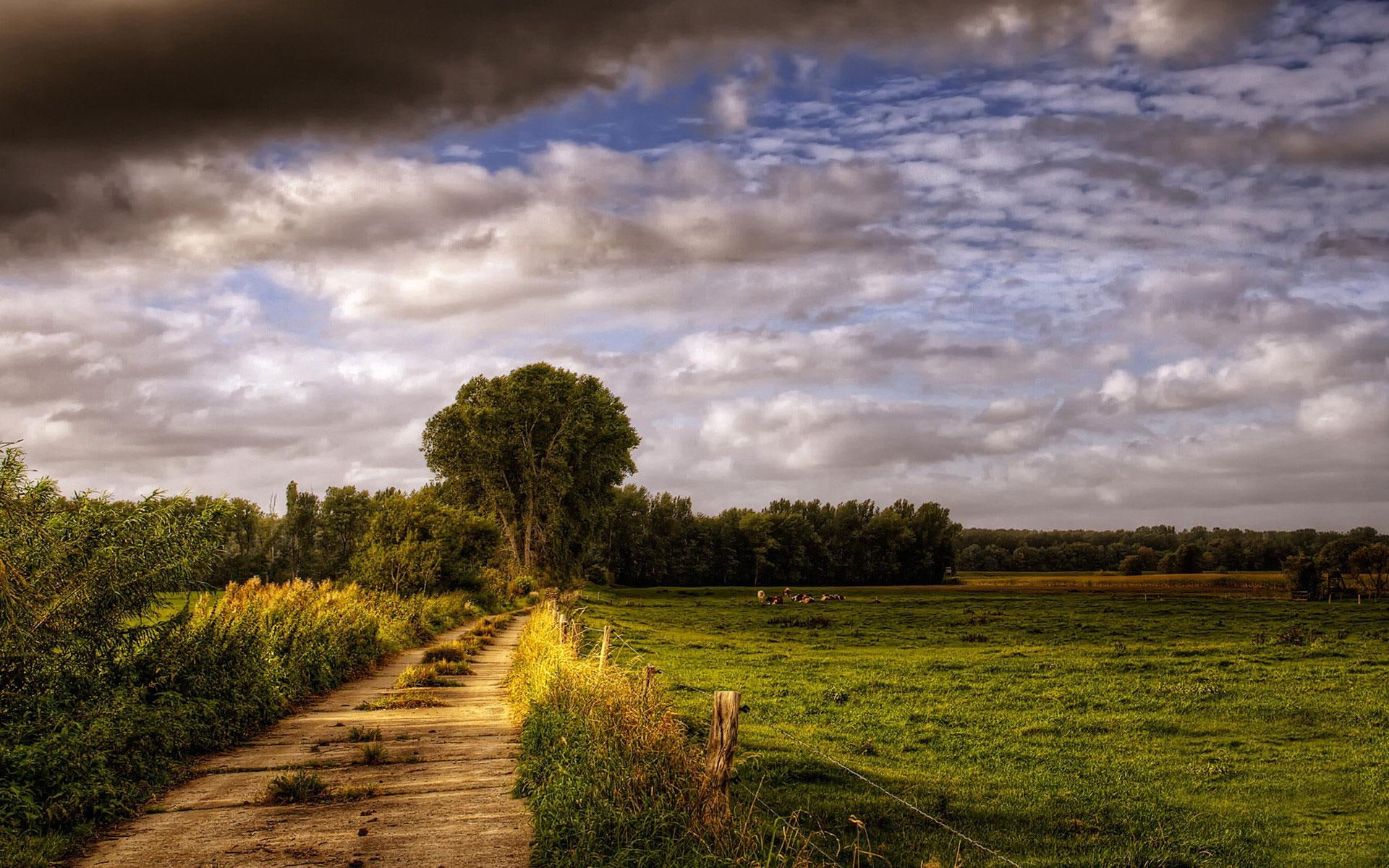 nature and landscapes, trees, path, field, holstein, nature, forest, 1080P, clouds, animals, germany, grass, cows, HD Wallpaper