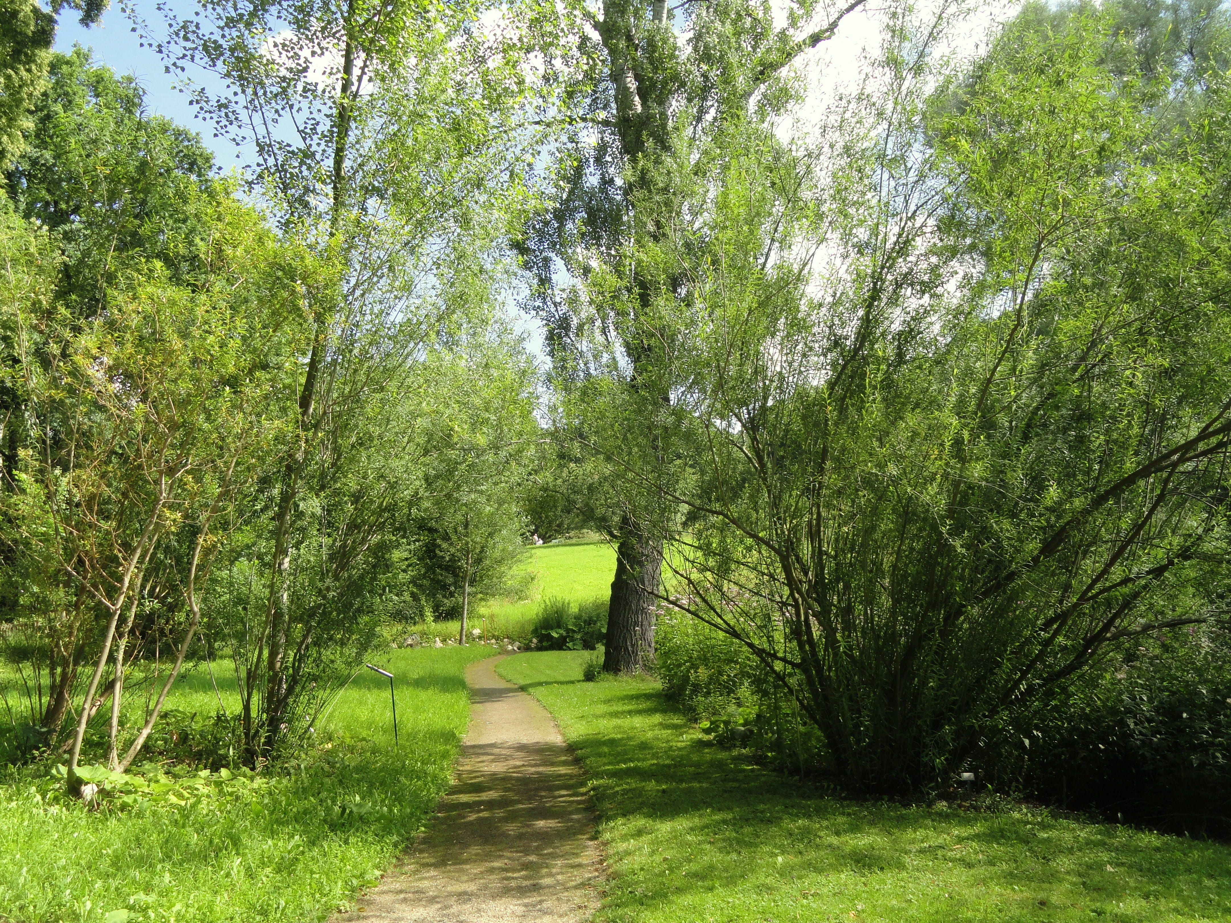 lush foliage, Landscape, summer, beauty in nature, trees, country, tranquil scene, direction, freiburg, scenics - nature, diminishing perspective, Walkway, HD Wallpaper
