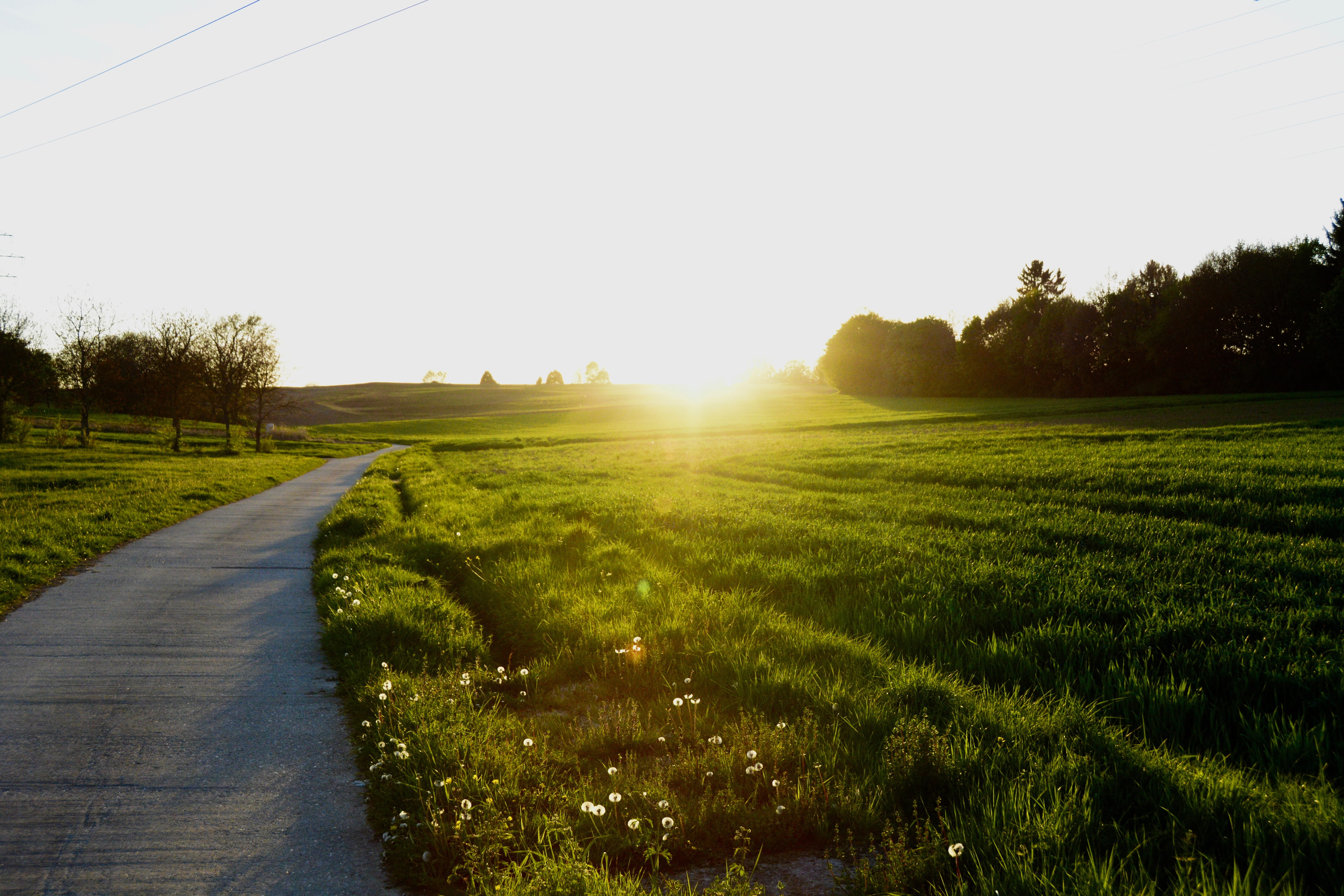flower, brightly lit, environment, karlsruhe, gold, landscape, beside, sunrise, the way forward, field, clear sky, lens flare, sun, flare, light, fields, HD Wallpaper