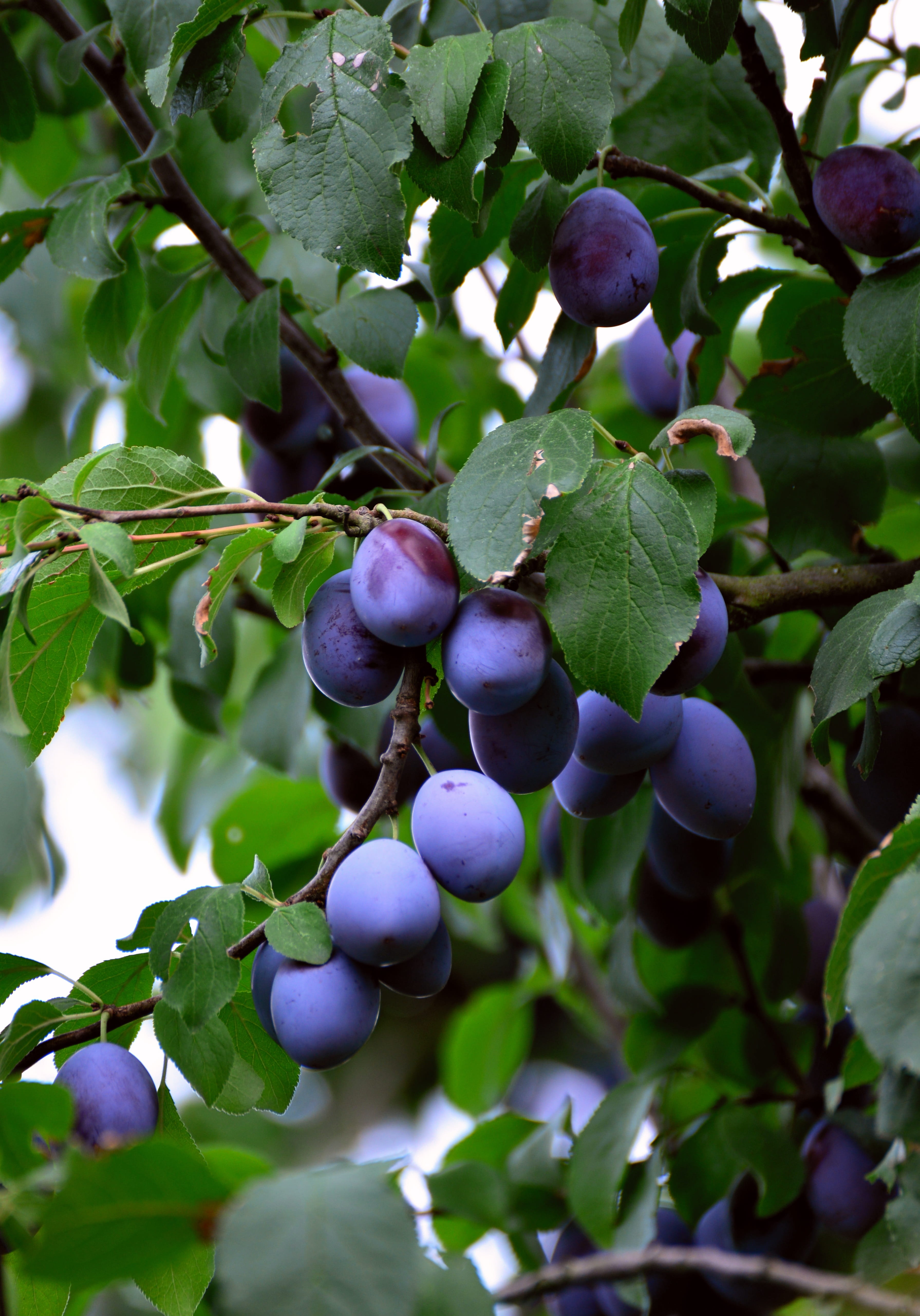 healthy eating, green color, plum tree, nature, fruit tree, berry fruit, food and drink, violet, blue, healthy, tree, freshness, purple, fruits, beauty in nature, Phone HD Wallpaper