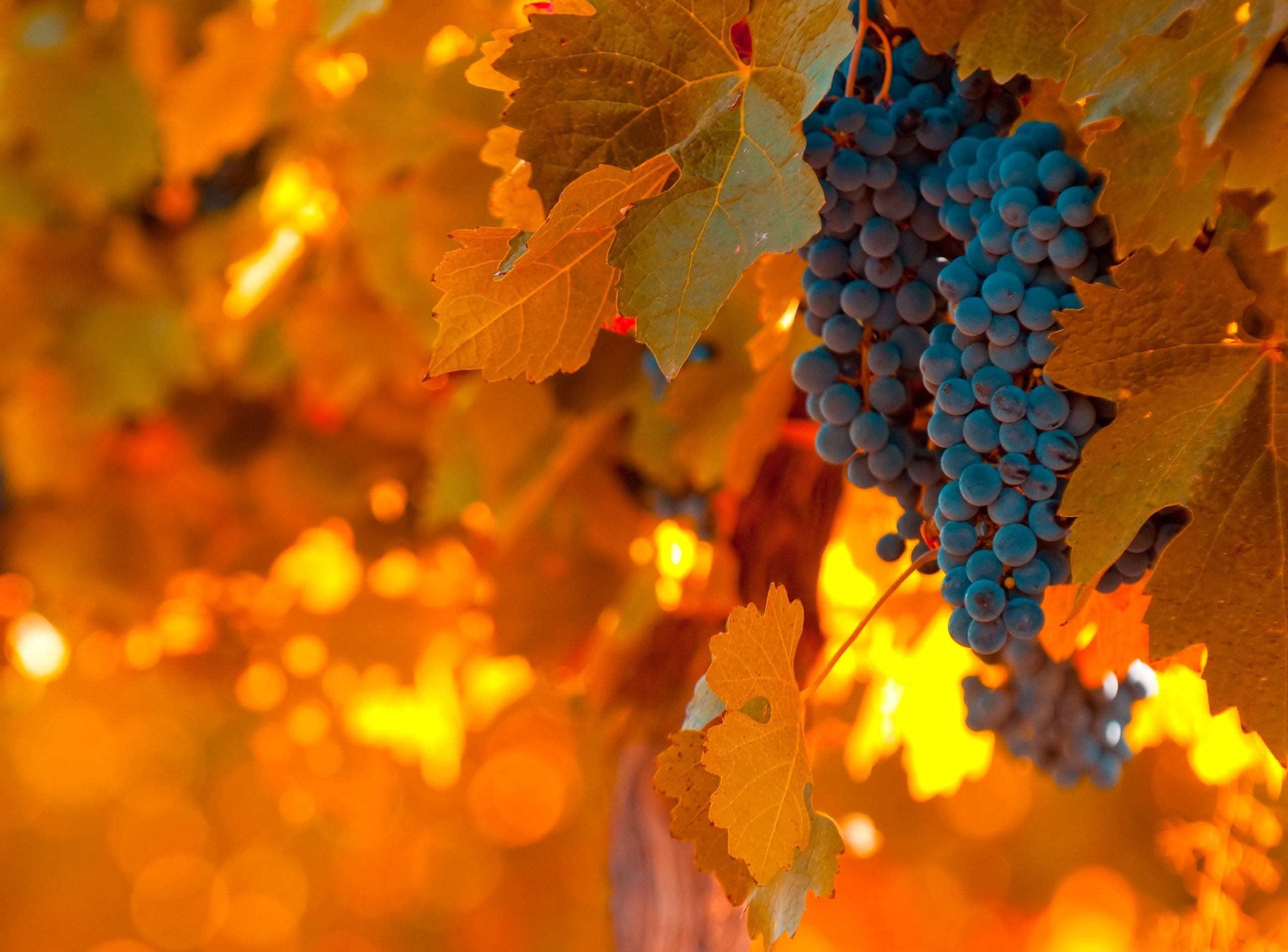 ripe, growth, leaf, close-up, wellbeing, nature, beauty in nature, vine, Food and Drink, 2K, food, plant part, outdoors, Grapes, bunch, Black, plantation, HD Wallpaper