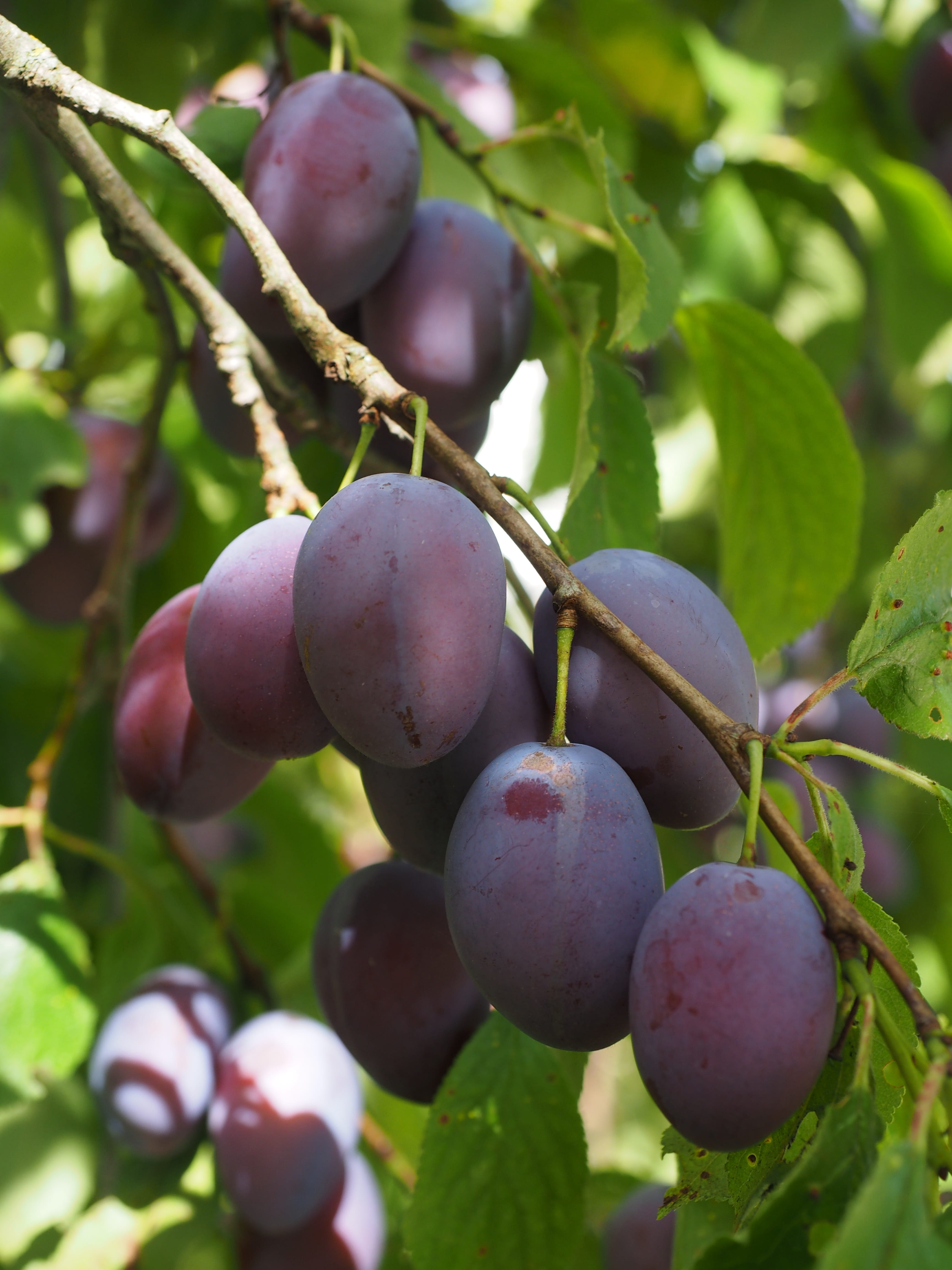 focus on foreground, plant part, purple, nature, plant, blue, violet, ripe, freshness, outdoors, agriculture, food and drink, Plum Tree, no people, Food, Phone HD Wallpaper