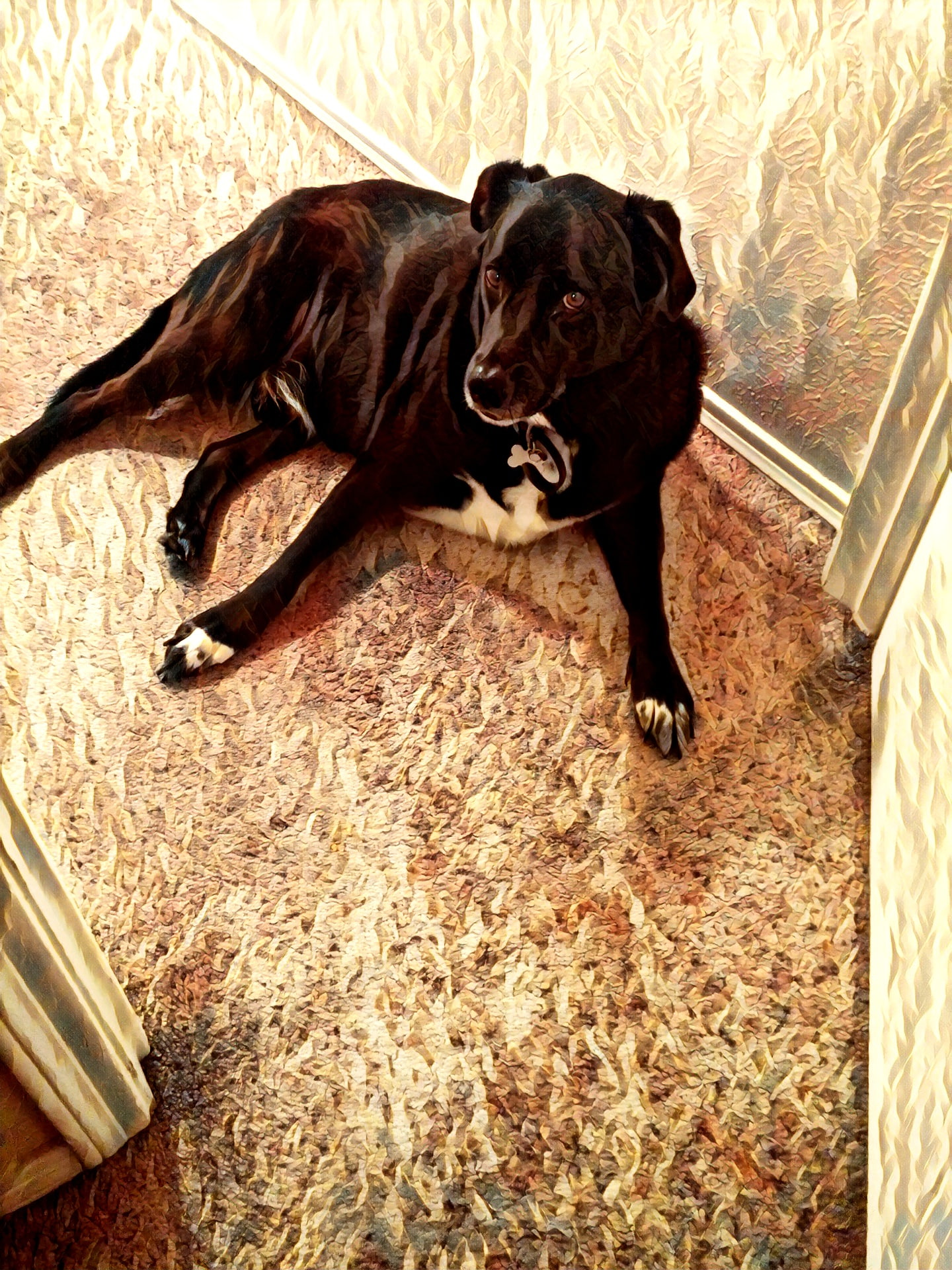 Photoshop, animals, dog, filter, 1080P, Phone HD Wallpaper