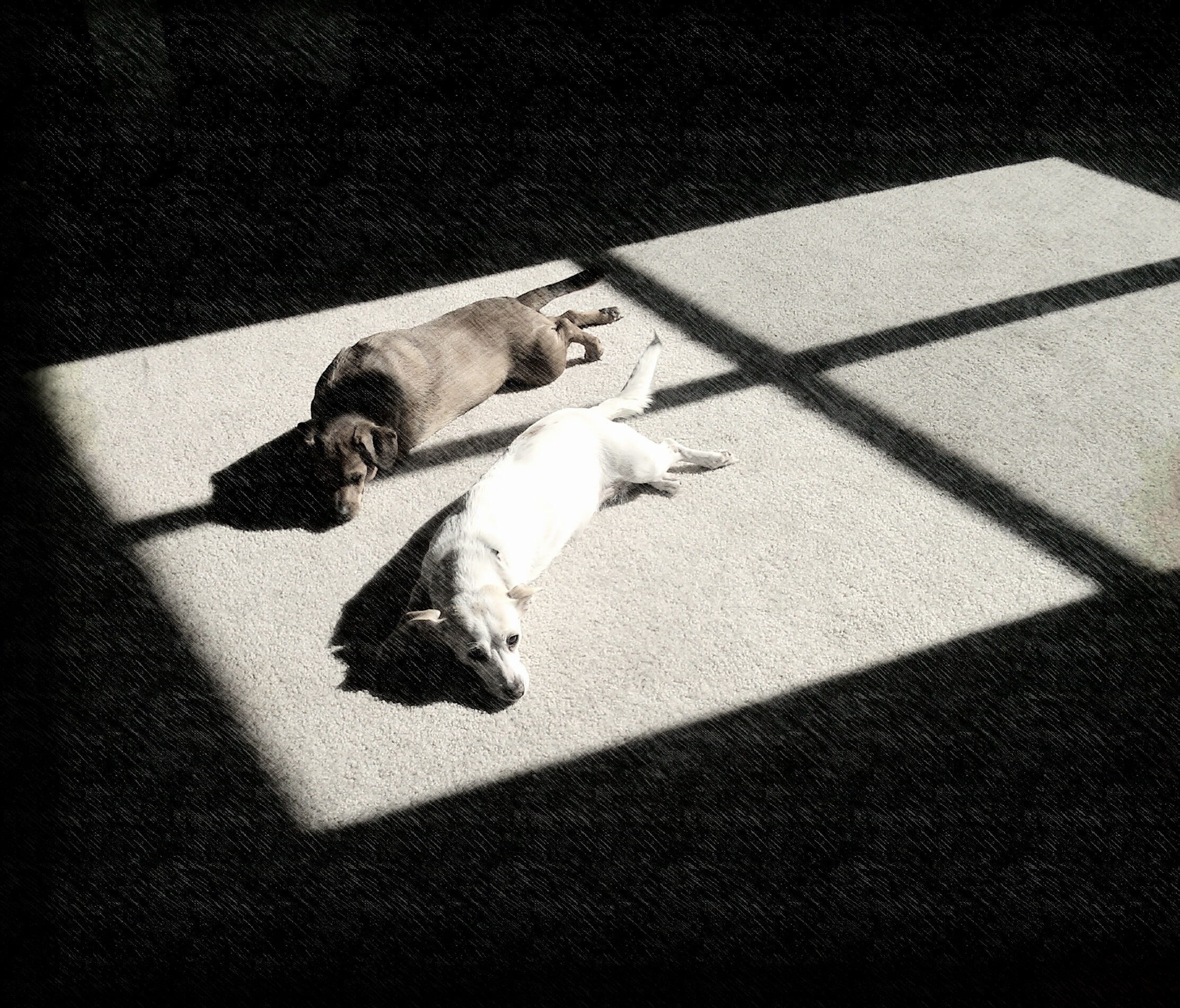 filter, animals, dog, Photoshop, 1080P, HD Wallpaper
