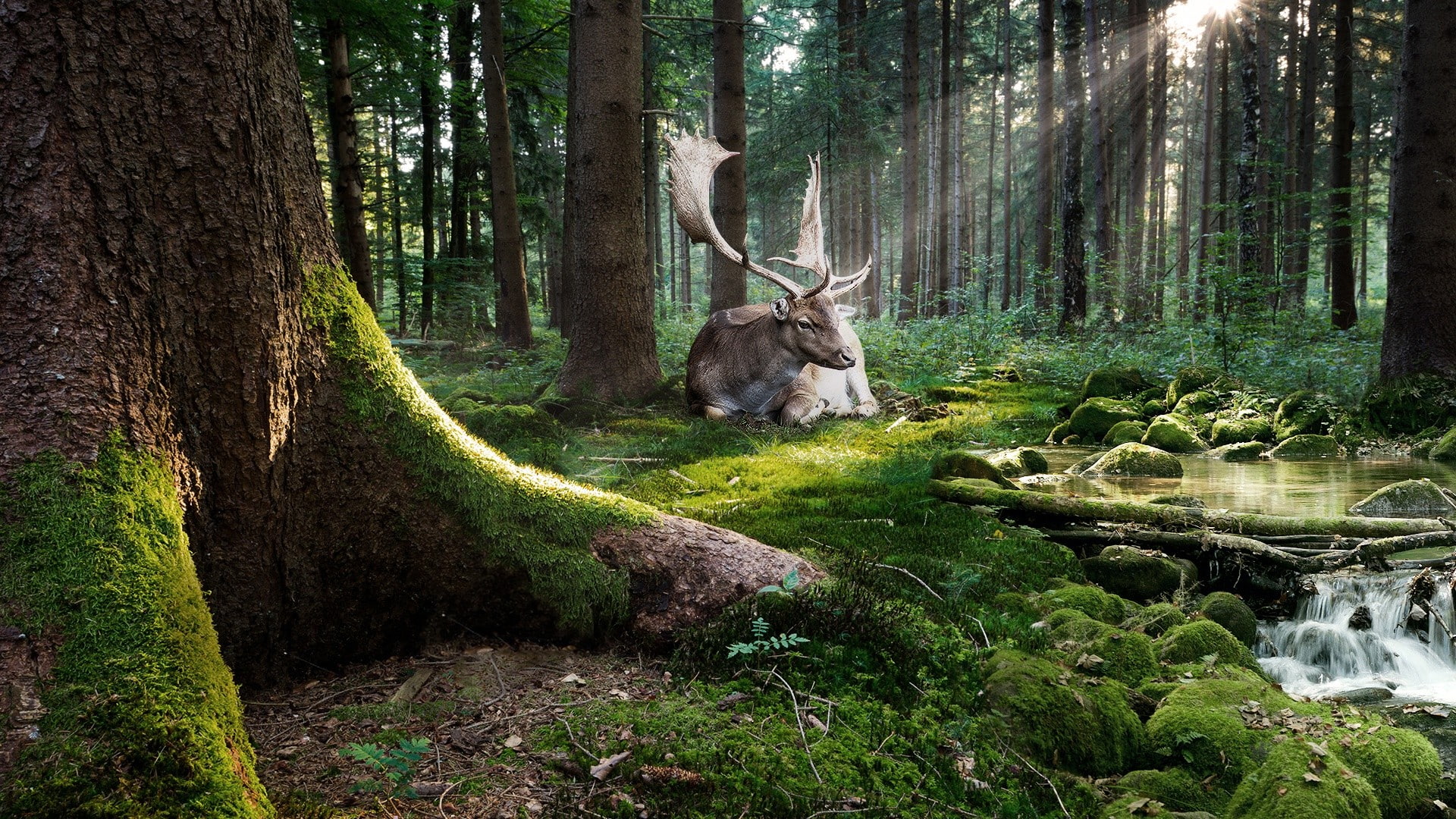 sun rays, animals, 1080P, moss, stones, water, Photoshop, nature, stream, forest, deer, trees, HD Wallpaper