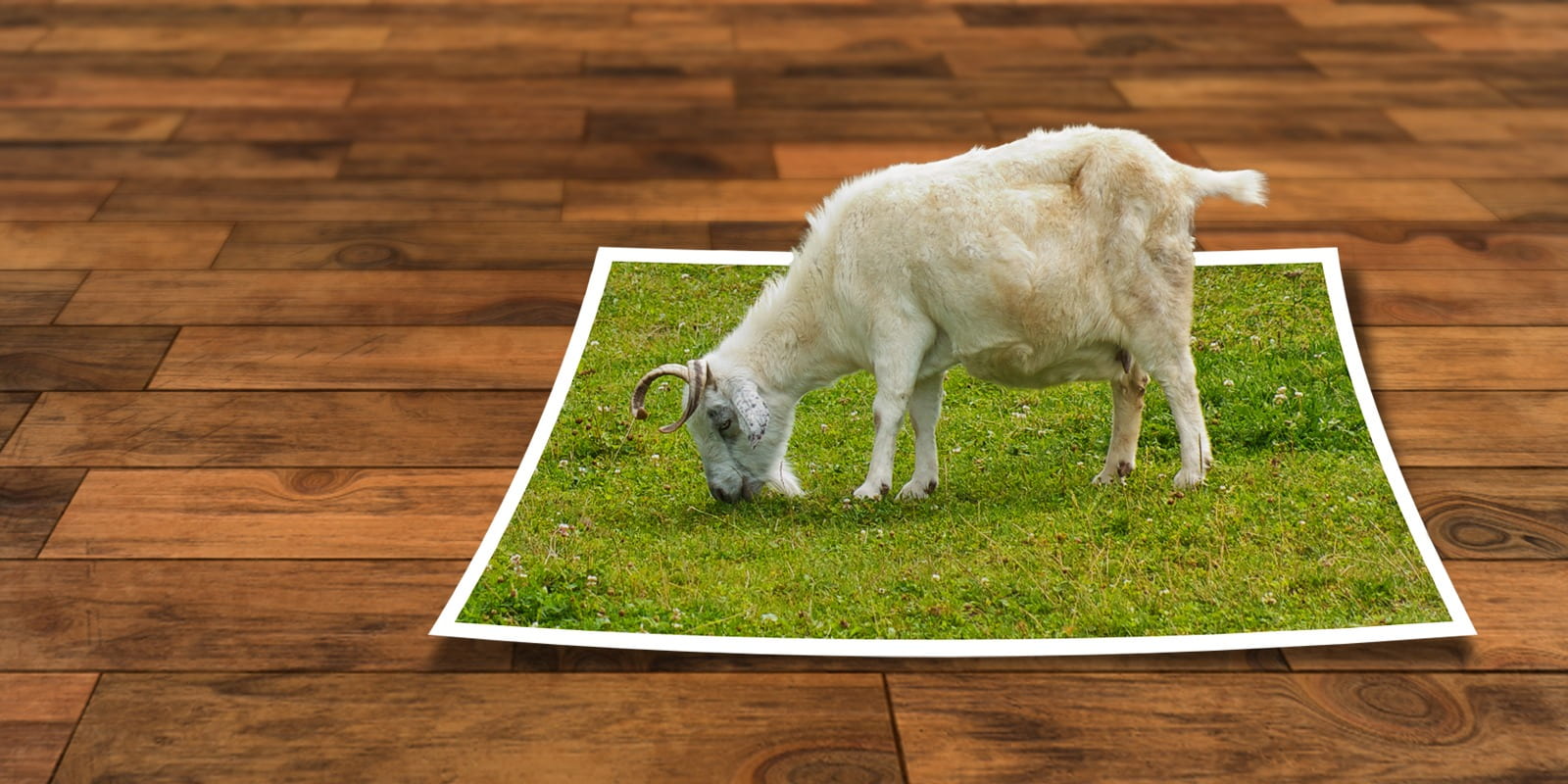 perspective, flooring, image, green color, frame, parquet floor, wood - material, pets, image editing, goat, wood, out of the frame, high angle view, animal, HD Wallpaper