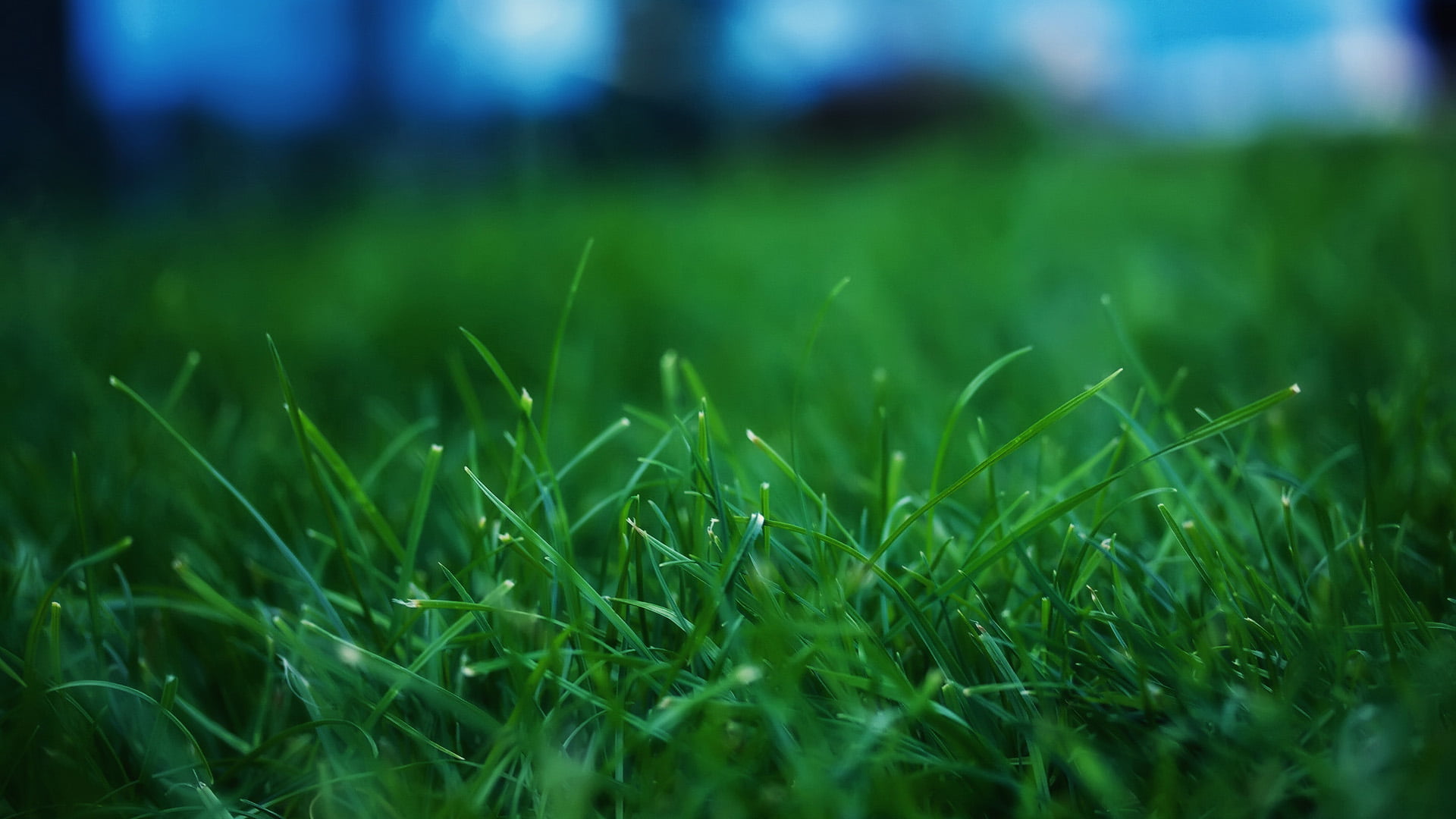 land, green color, backgrounds, bright, tranquility, field, closeup, 1080P, environment, dew, aquatic, morning, light, wet, spring, color, plant, freshness, HD Wallpaper