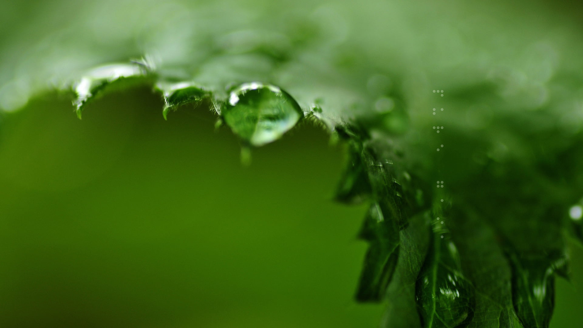 day, close, selective focus, natural, transparent, leaves, blade, wet, growth, garden, close-up, bright, texture, lawn, nature, green color, summer, droplet, HD Wallpaper