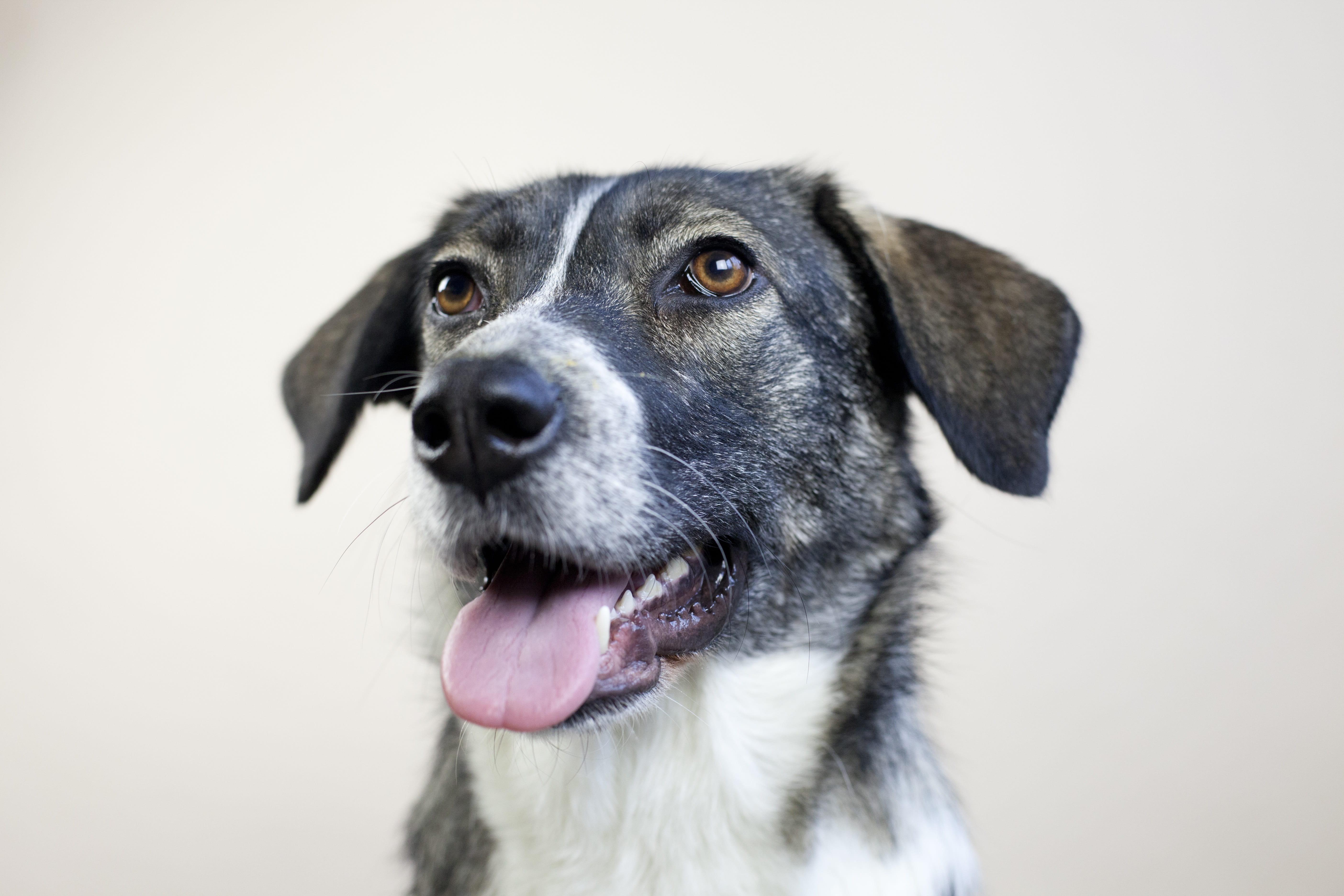 expectant, portrait, close-up, animal tongue, closeup, no people, mouth open, purebred dog, dog, snout, dog head, face, coated, eyes, hybrid, animal nose, HD Wallpaper