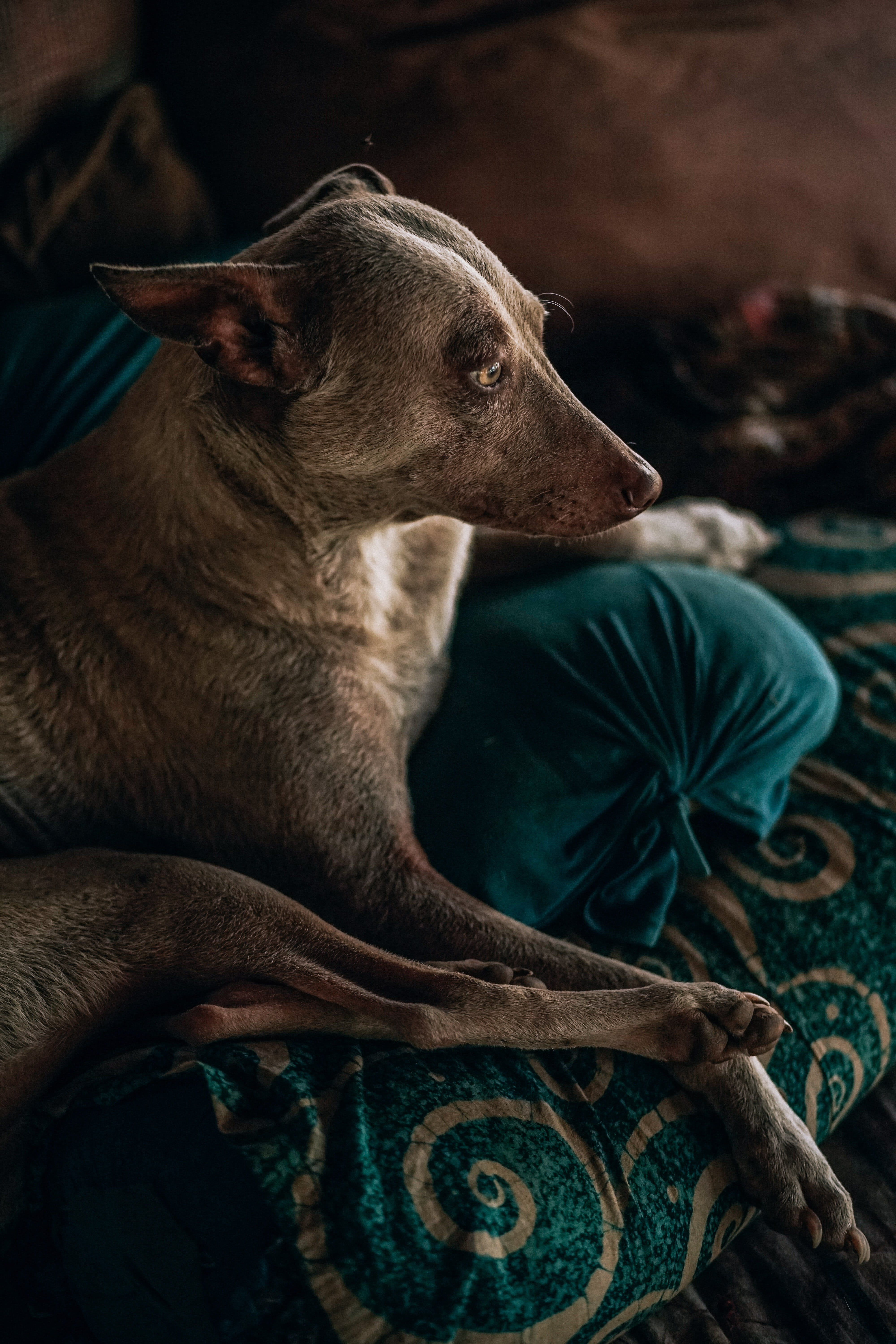 close-up, tan, canine, dog, looking, relaxation, 5K, pillow, fur, domestic animal, focus, looking away, lying, paw, focus on foreground, animal body part, Phone HD Wallpaper
