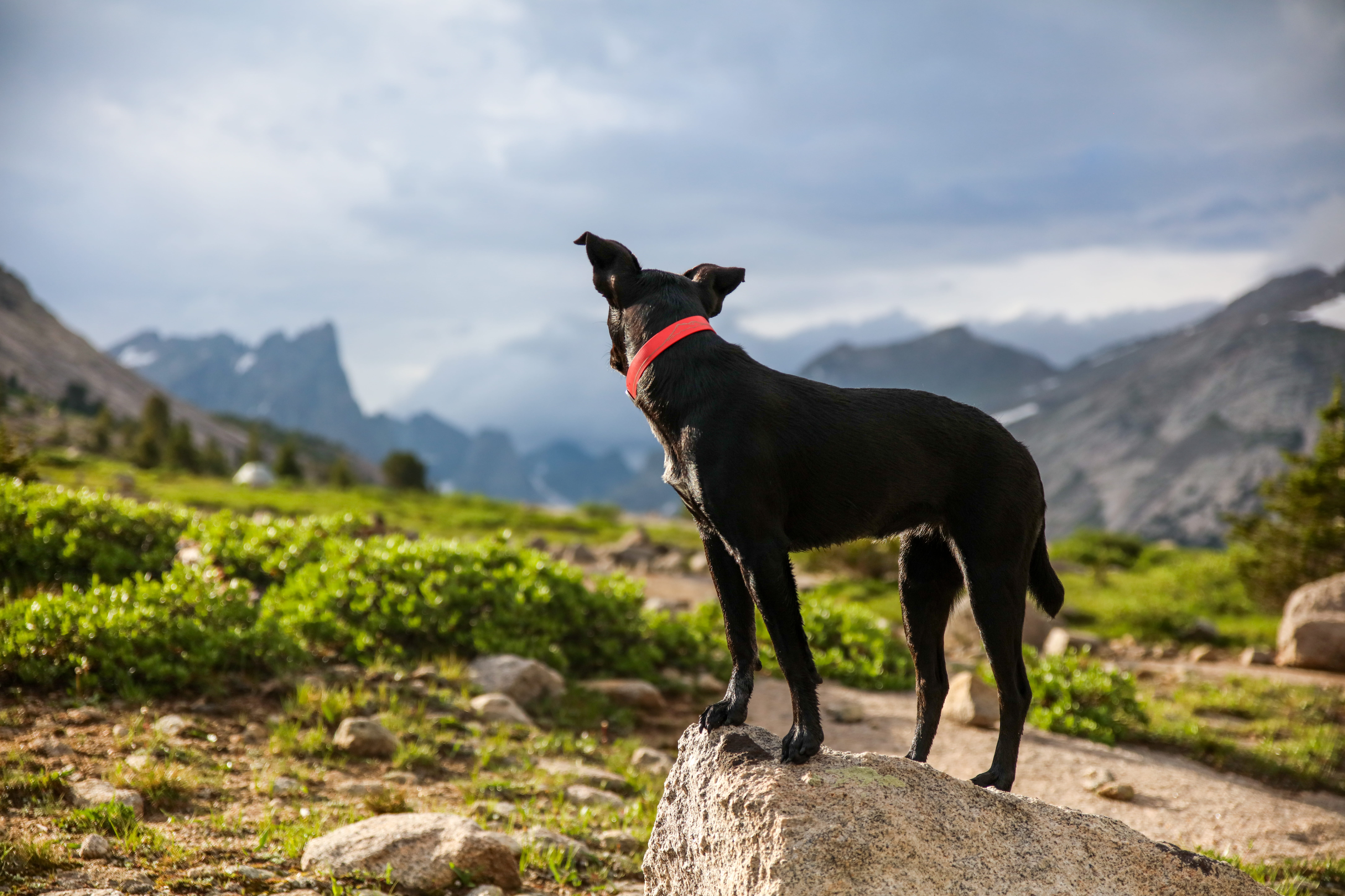 mood, mans best friend, looking out, nature, grass, cloud - sky, animal, 8K, one animal, mammal, view, light, canine, day, mountain, pet, outdoor, medium, HD Wallpaper
