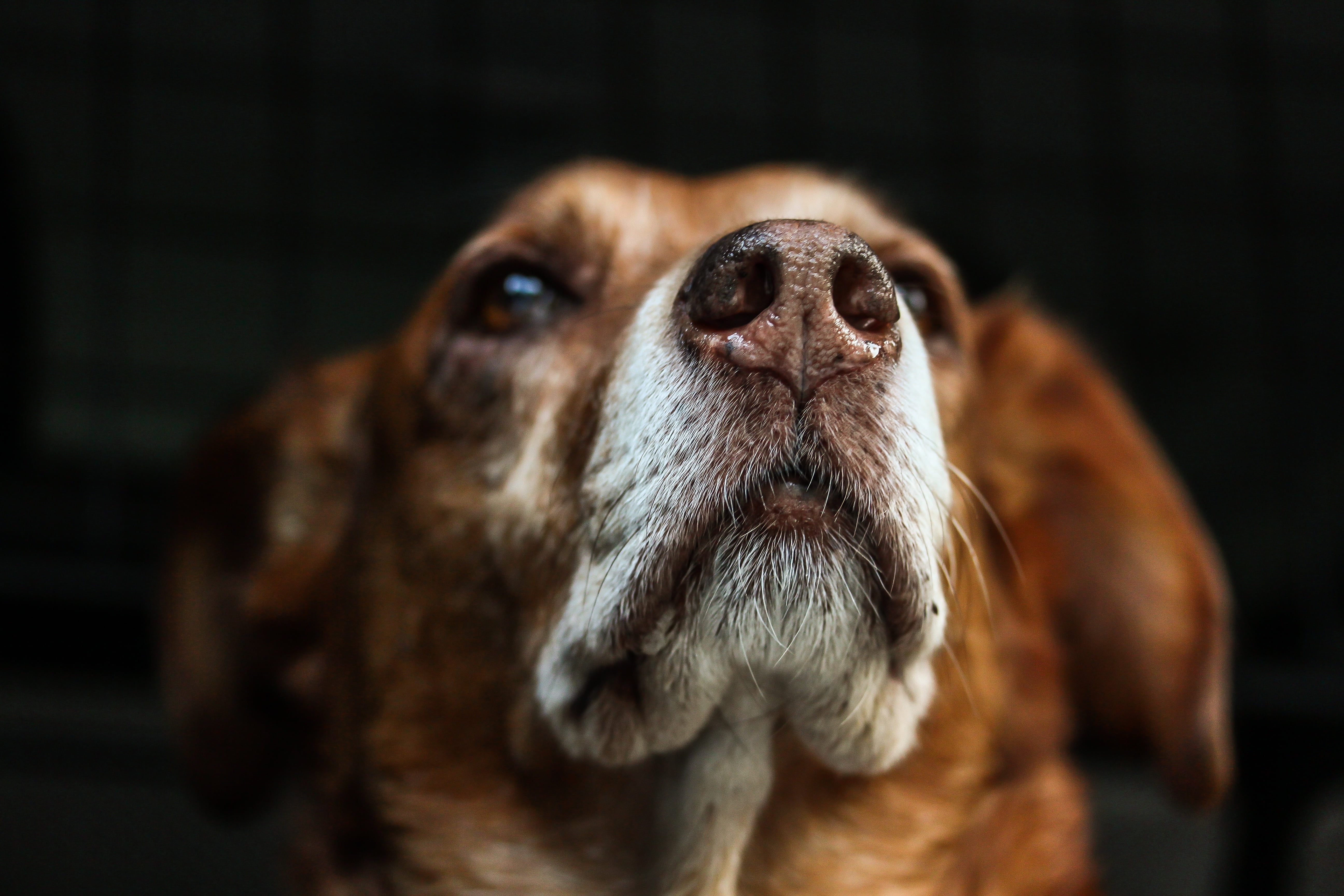 animal themes, friendship, looking up, dog snout, head, domestic, animal portrait, no people, domestic animals, attention, greece, animal eye, coated, eyes, HD Wallpaper