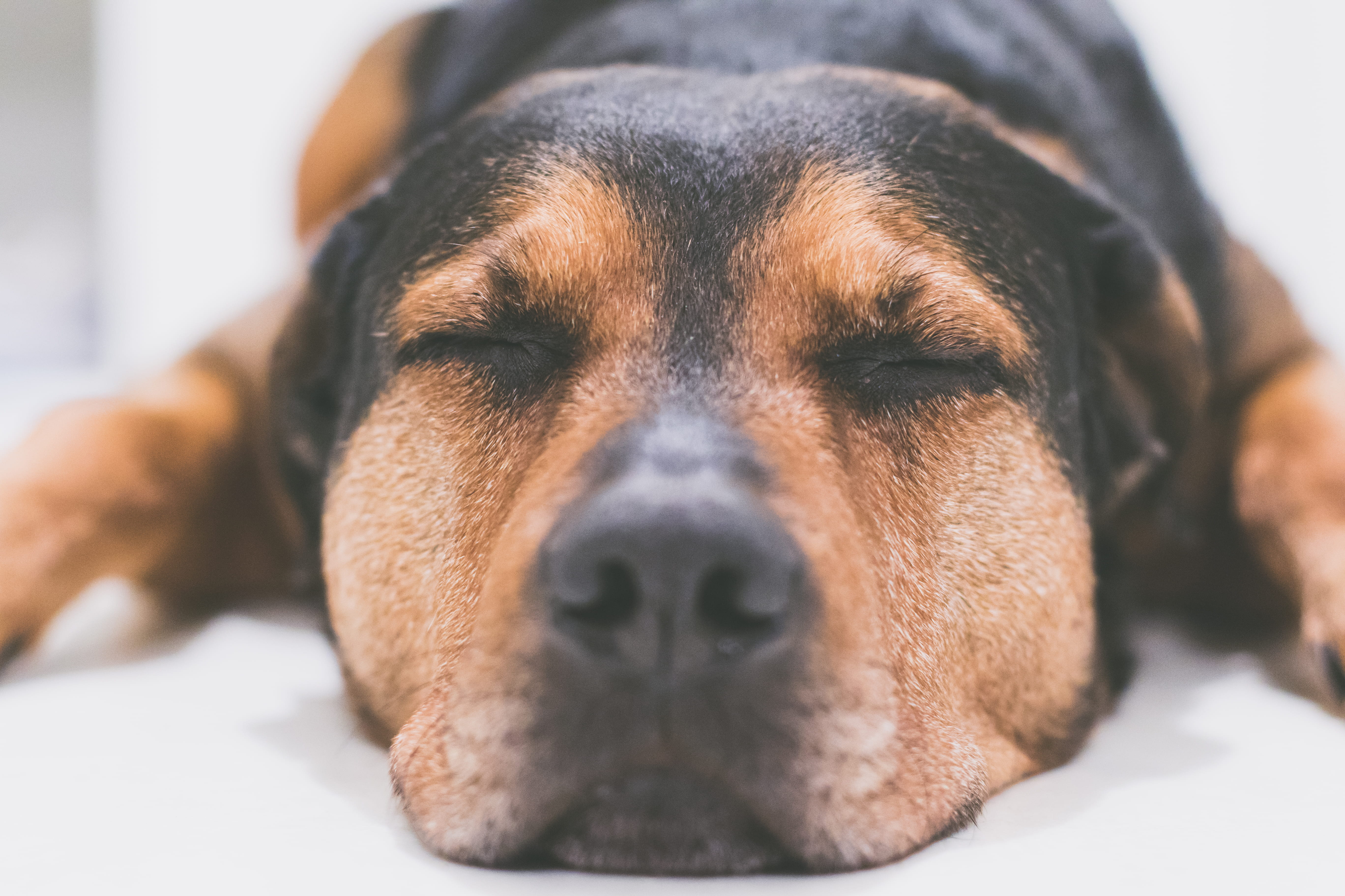 depression - sadness, pets, pet, medium, relax, mammal, face, coated, domestic, pr, r, beagle, t, focus, portrait, dog, nose, 5K, focus on foreground, HD Wallpaper