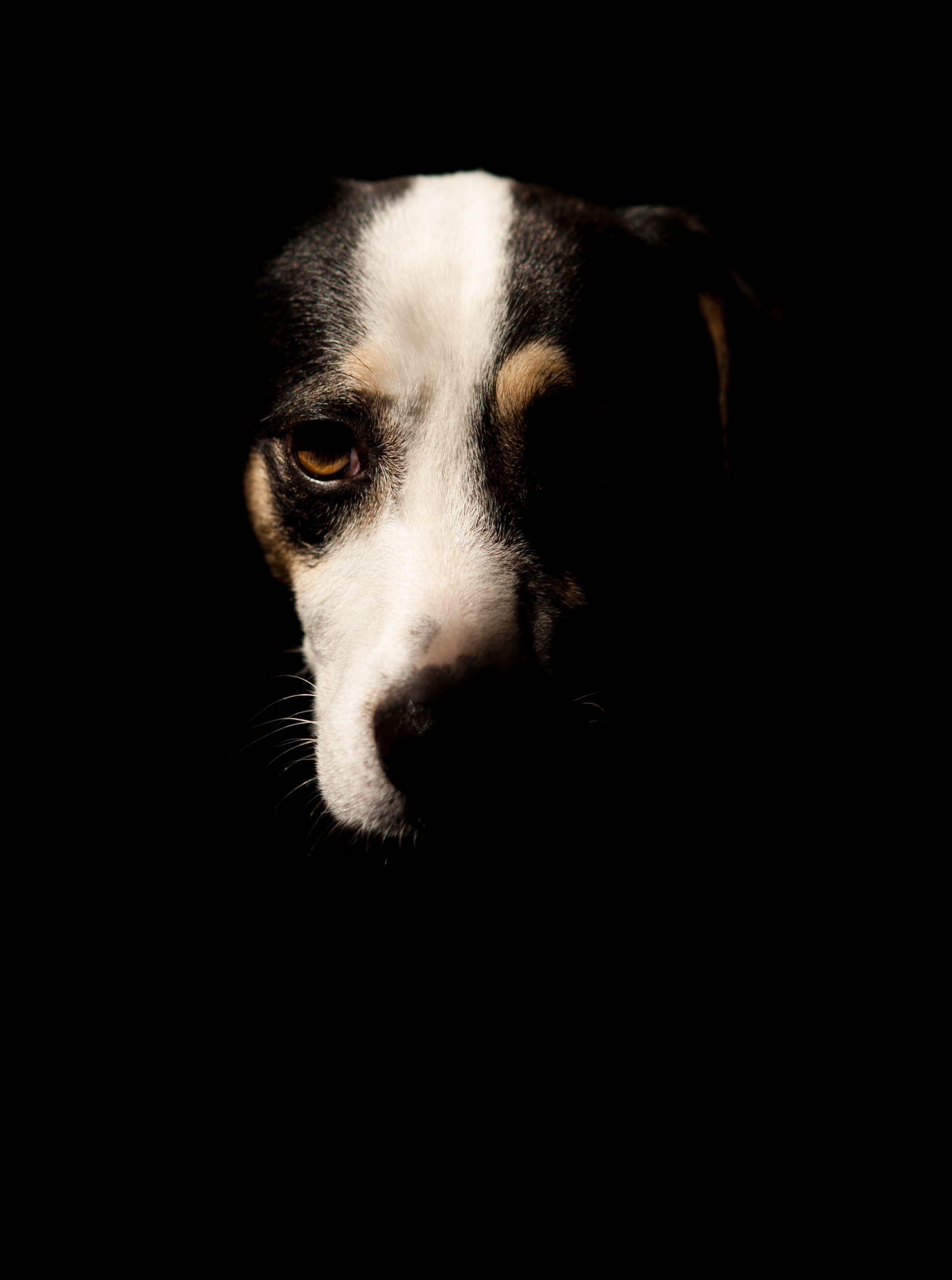 young Animal, domestic Animals, portrait, dog, dark, puppy, small, black, light, black And White, no People, pets, close-up, looking, black Background, Phone HD Wallpaper