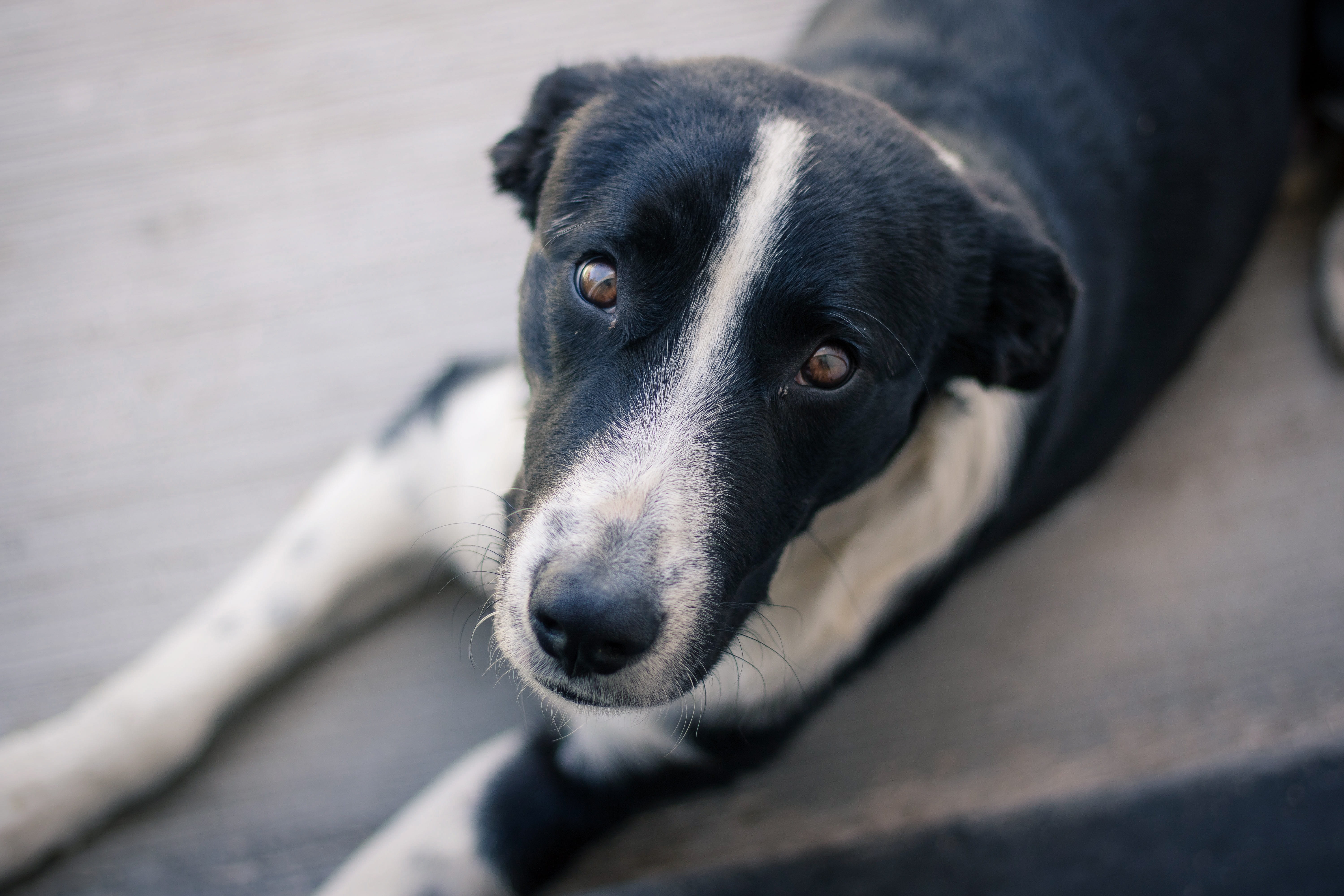 animal head, black, fur, border collie, looking at camera, surface, doggy, eyes, relaxation, mammal, breed, nose, vertebrate, no people, white, black color, HD Wallpaper