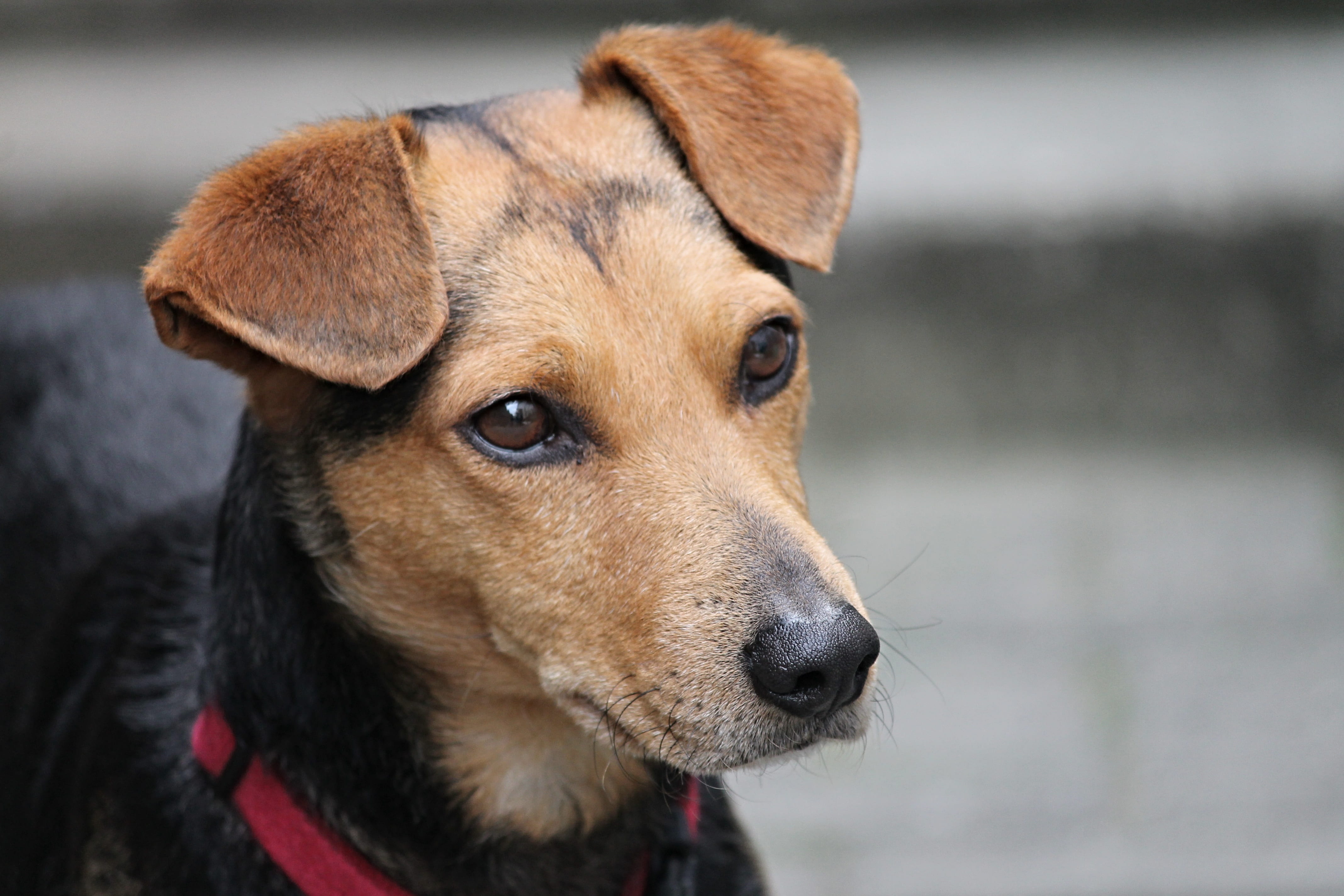 faithful look, friend, eyes, animal body part, sit, trust, animal, no people, domestic, day, close, comrade, inquiring look, dog, face, obedience, snout, HD Wallpaper