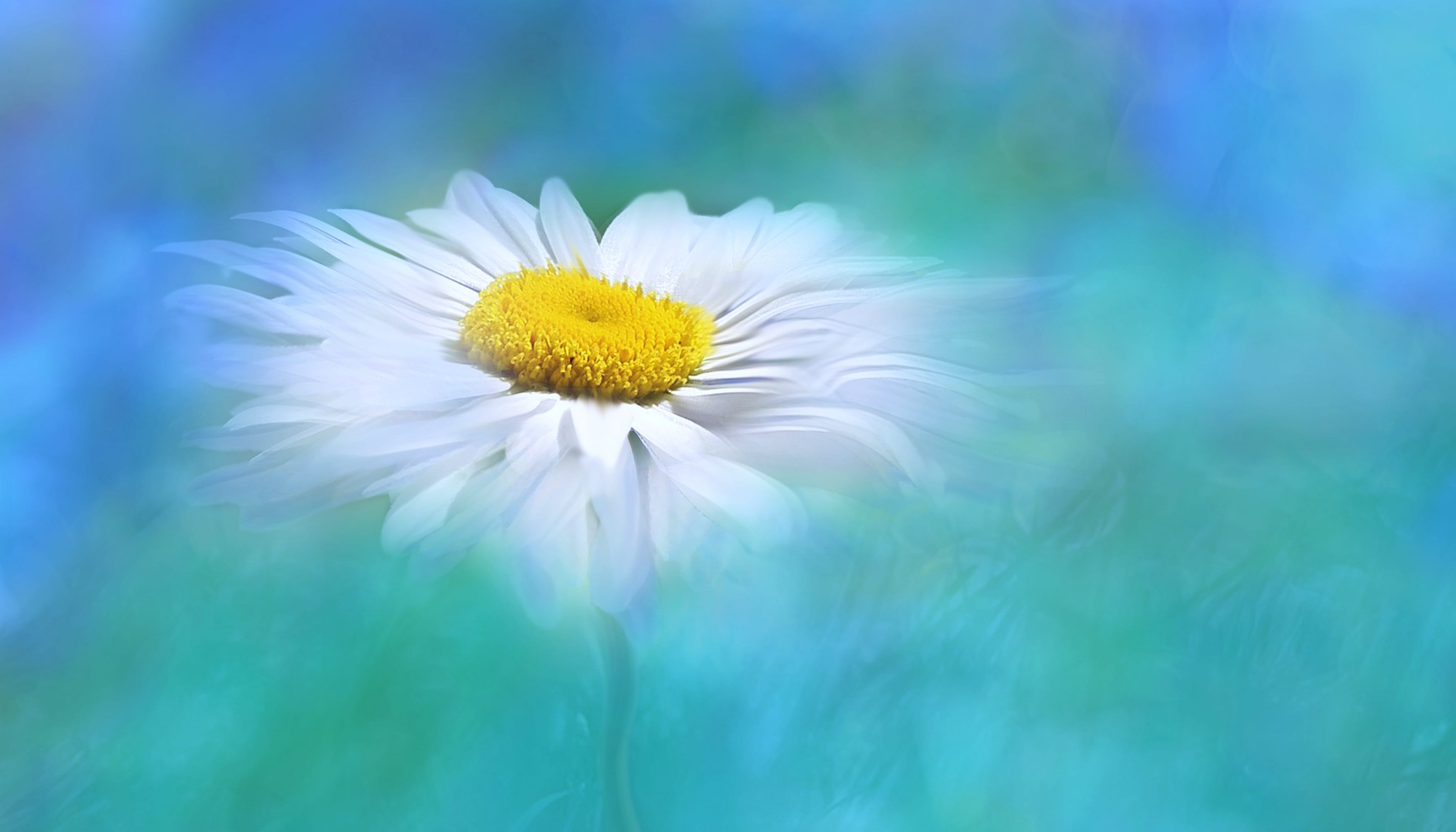 image editing, selective, no people, fragility, plant, pollen, springtime, yellow, digital, vulnerability, close, bright, white color, petal, outdoors, HD Wallpaper