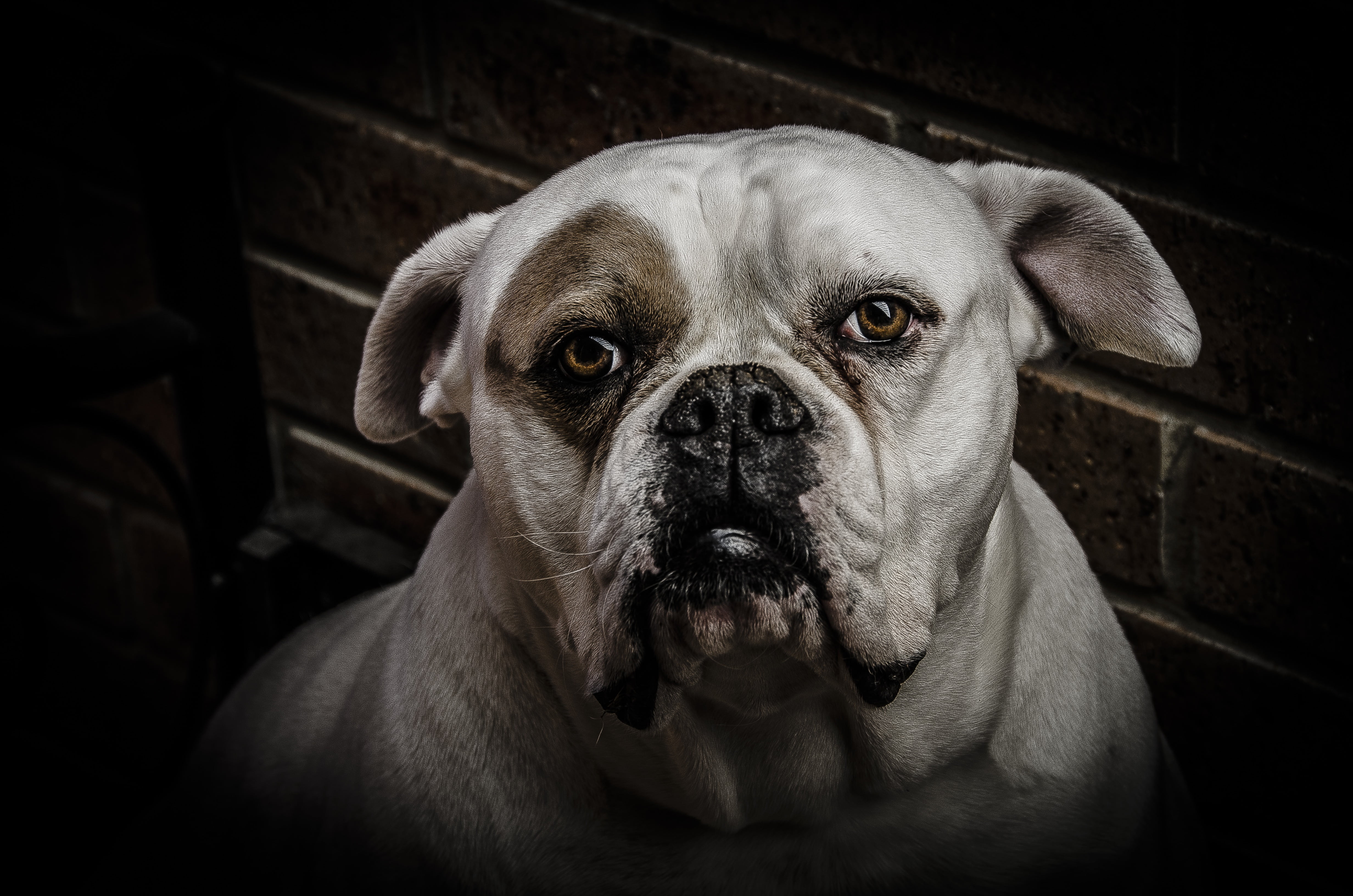 pets, dogs, close-up, 4K, canine, relaxation, white, indoors, mammal, focus on foreground, boxer, painting, domestic, sharpness, sharp, clarity, vertebrate, HD Wallpaper
