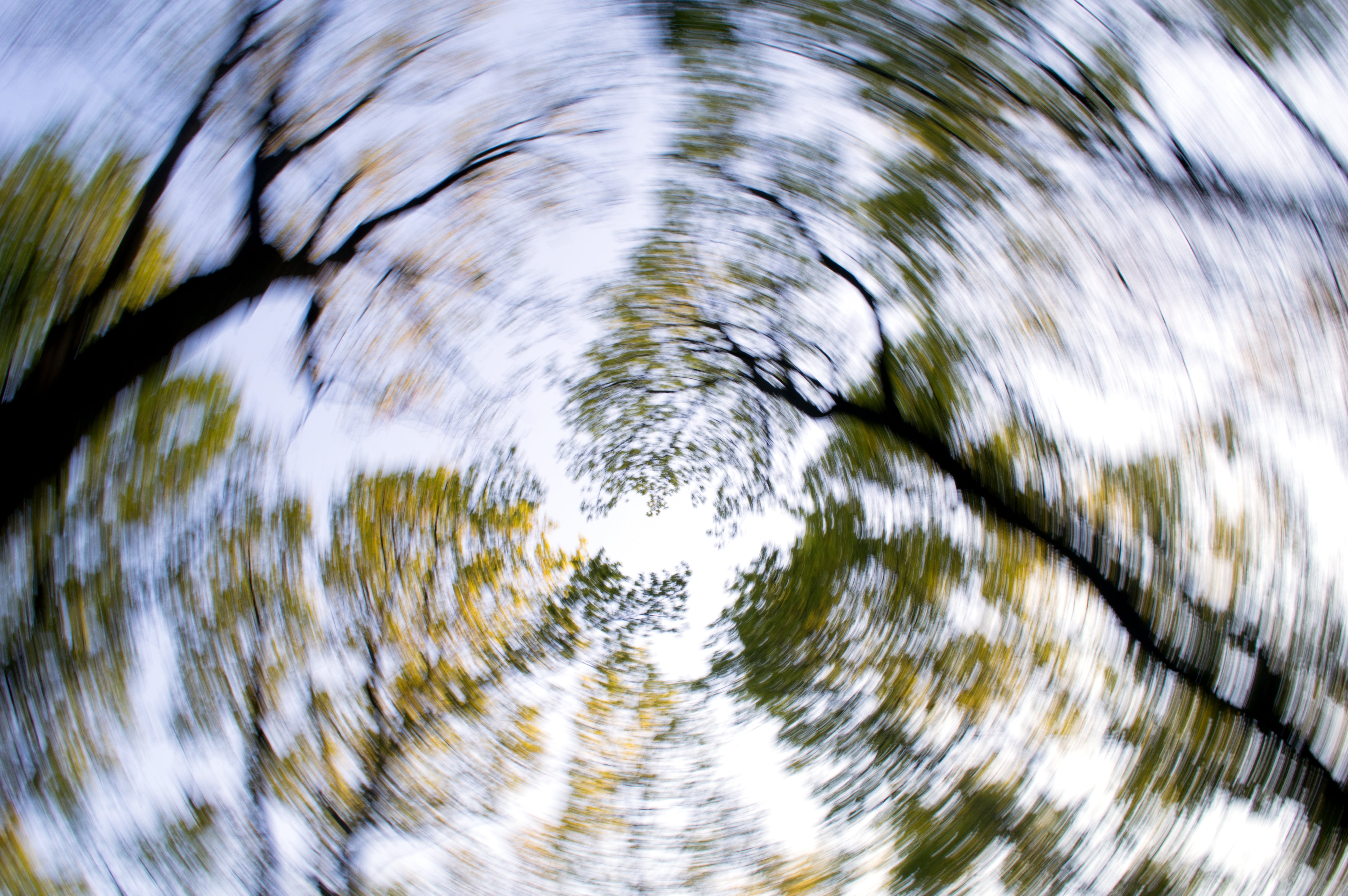 artwork, seye, image editing, rotation, outdoors, green, motion, low angle view, circle, summer, 5K, plant, trees, nature, concentric, shape, blurred motion, HD Wallpaper