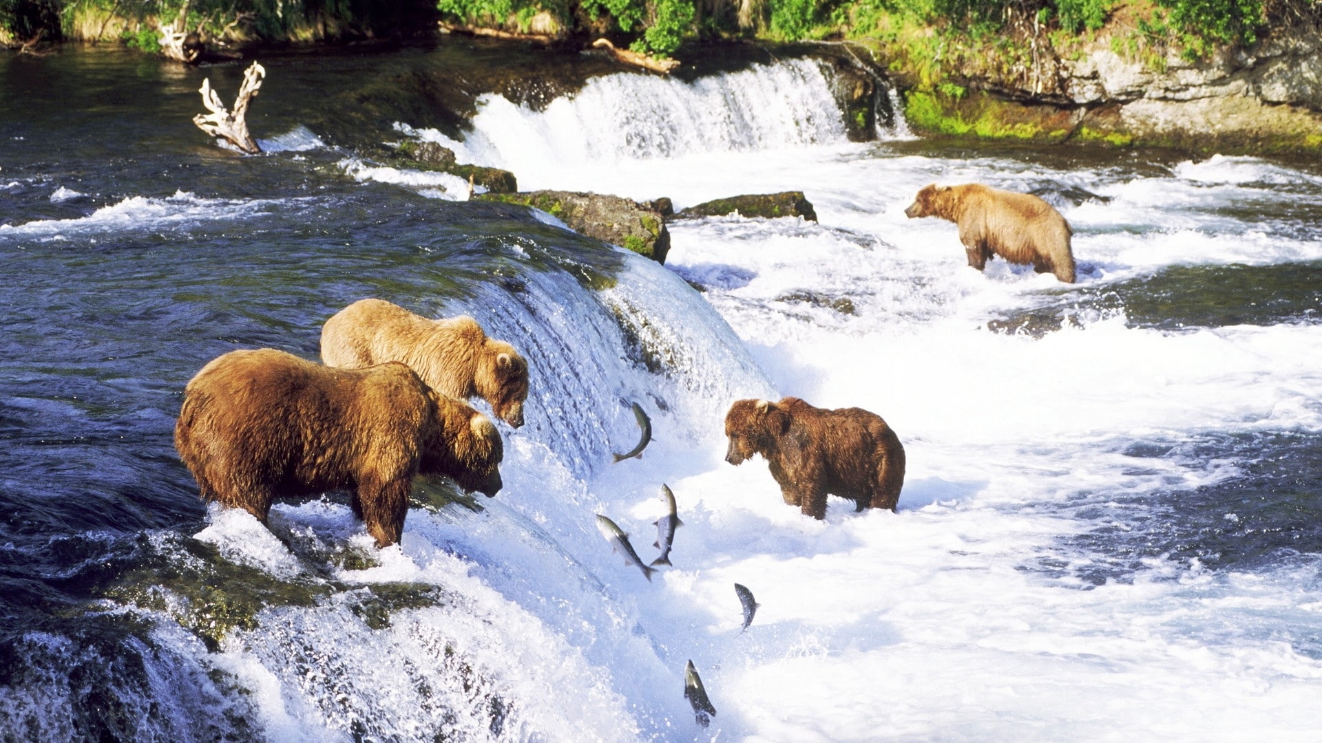 1080P, salmon, alaska, grizzly, nature, bears, fishes, rivers, HD Wallpaper