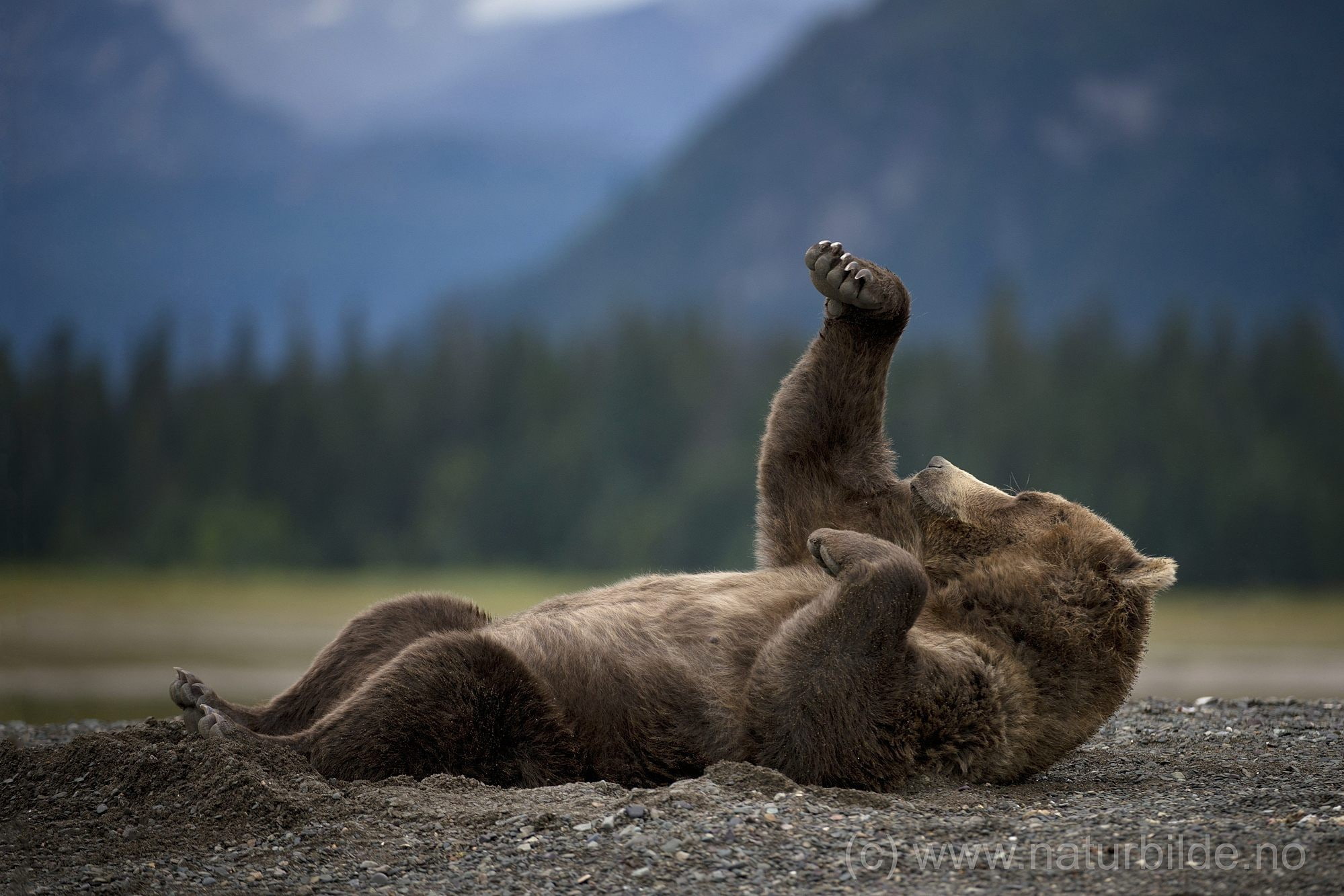 mammal, animal wildlife, 1080P, focus on foreground, lying down, animal family, mountain, nature, two animals, animals, vertebrate, group of animals, resting, HD Wallpaper