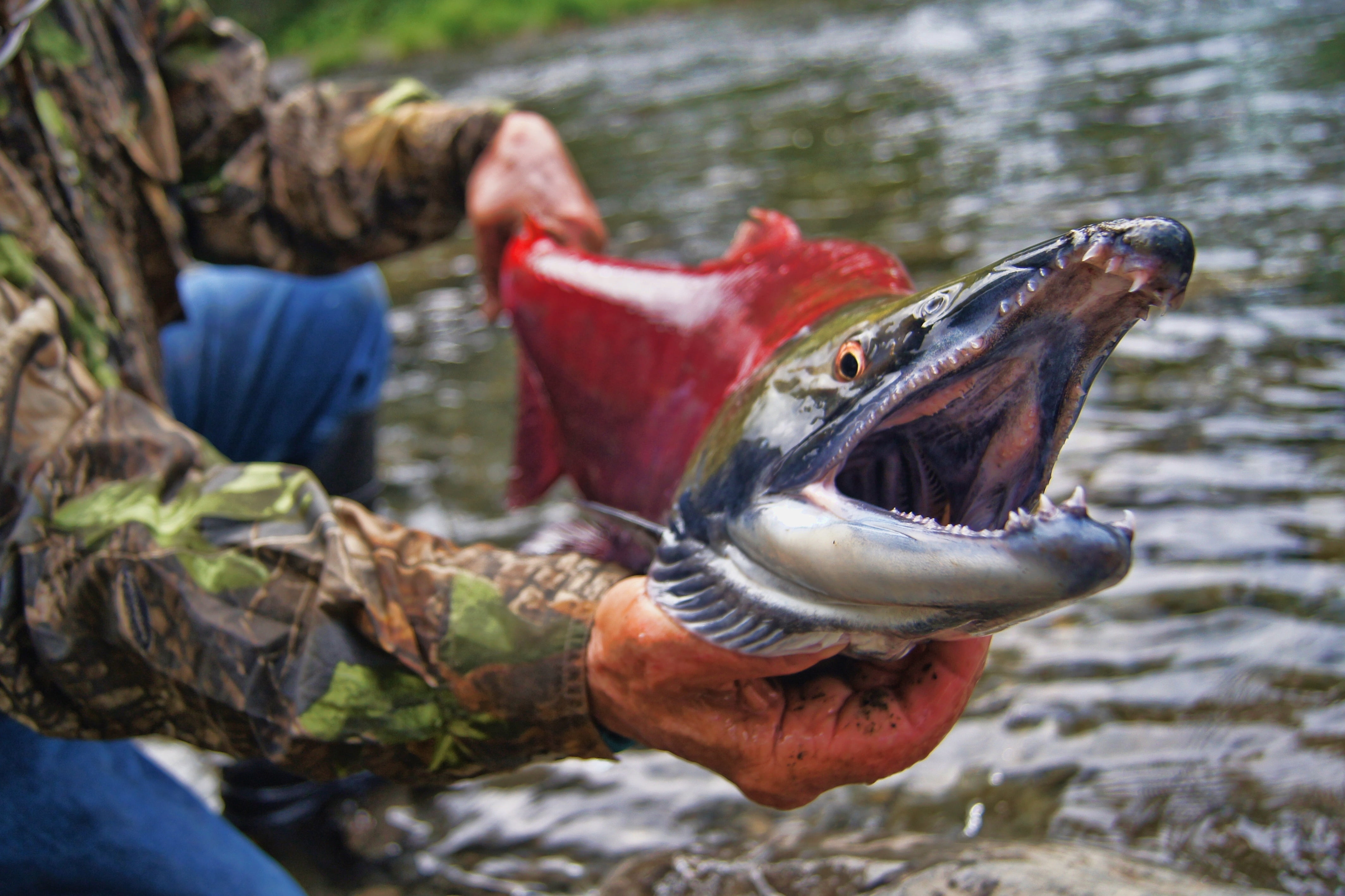 wildlife, mouth, water, fishing, wild, lake, animal themes, animal, day, no people, animal wildlife, animal teeth, seafood, vertebrate, catch, food, salmon, HD Wallpaper