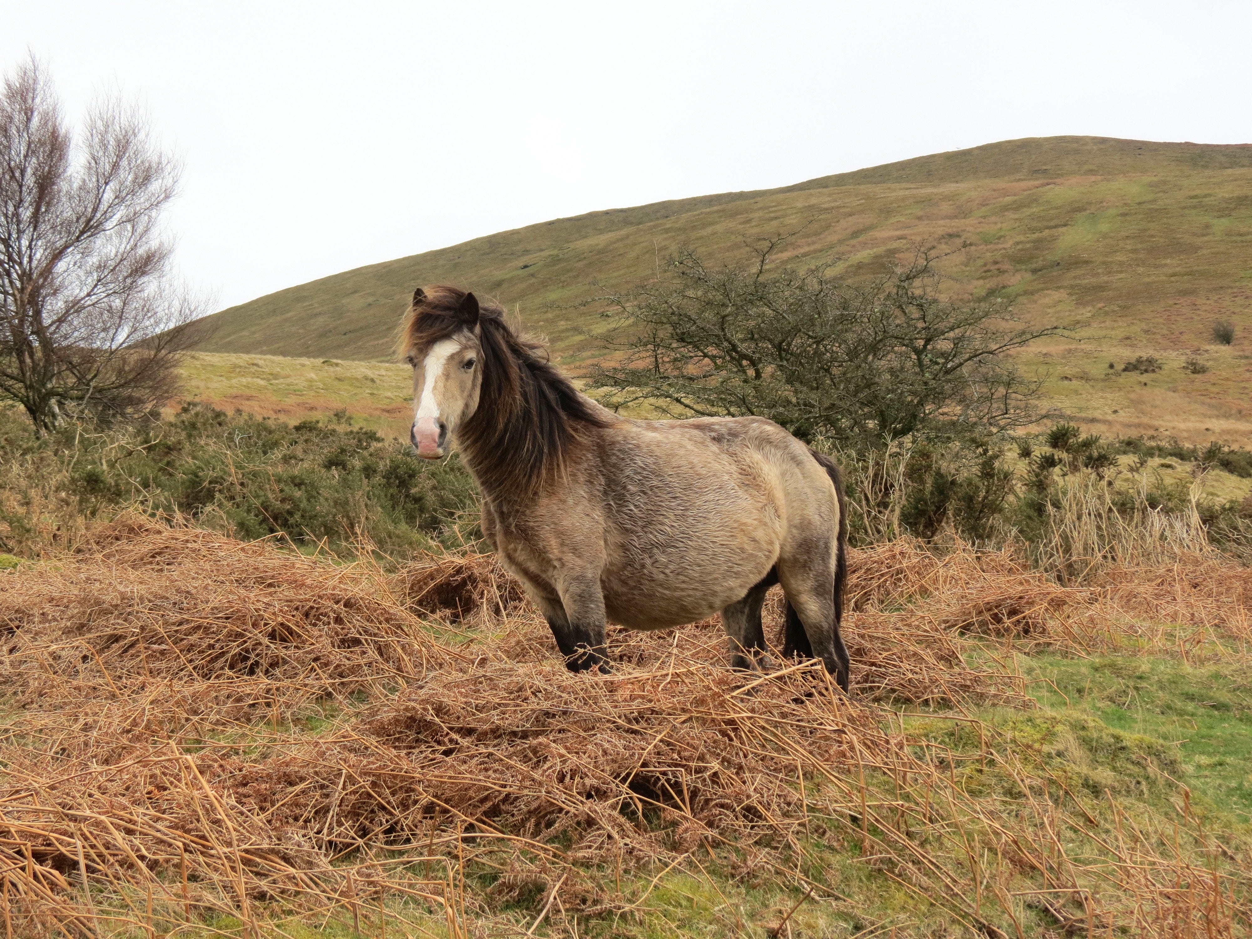 standing, plant, grassland, animal, landscape, brown, mammal, land, horse, pasture, hill, cute animals, grass, meadow, animal themes, livestock, pets, domestic, HD Wallpaper