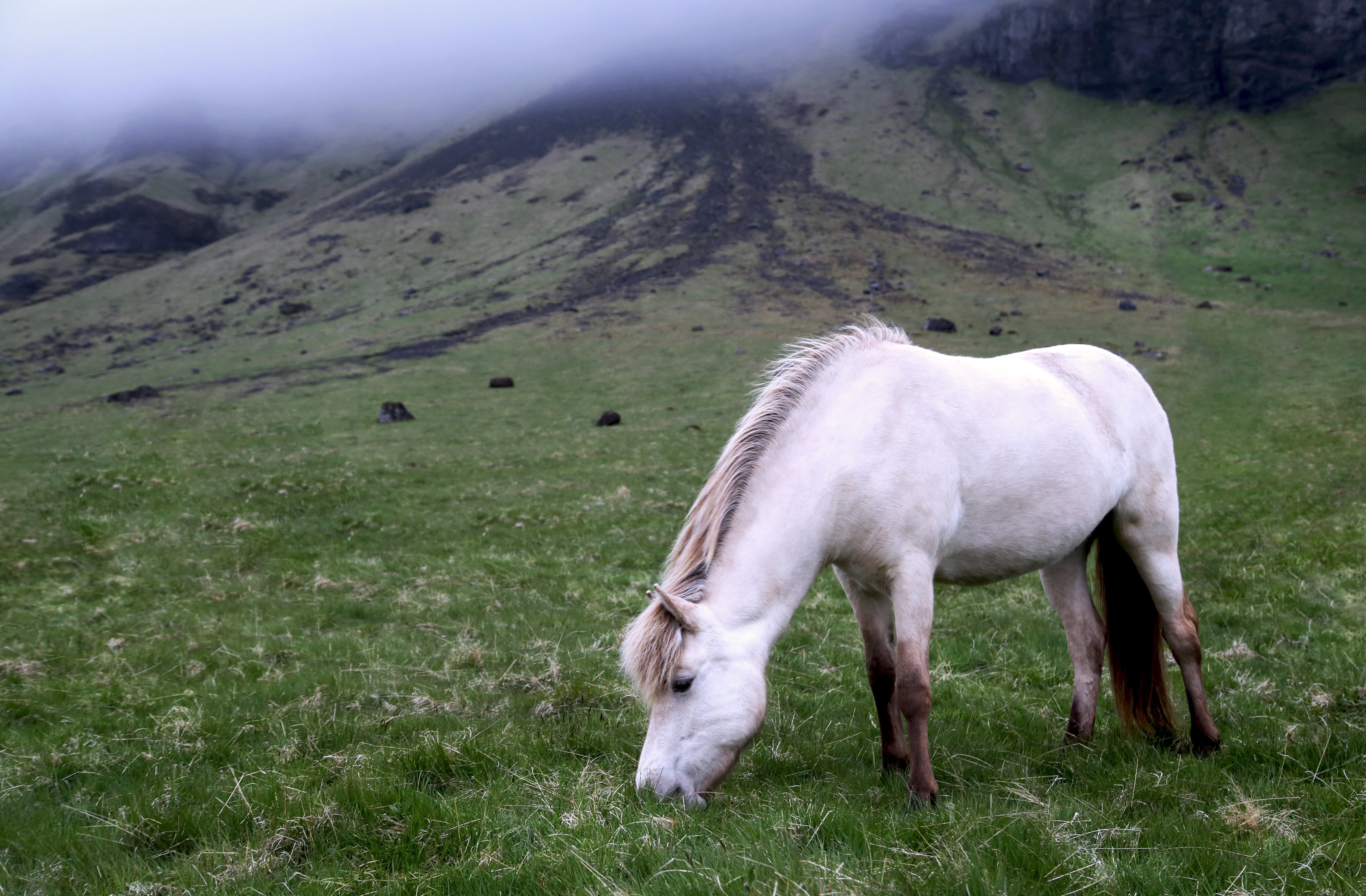 animal wildlife, mountain, 5K, farm, horse, field, herbivorous, white, grazing, landscape, land, no people, plant, one animal, nature, vertebrate, animal themes, HD Wallpaper