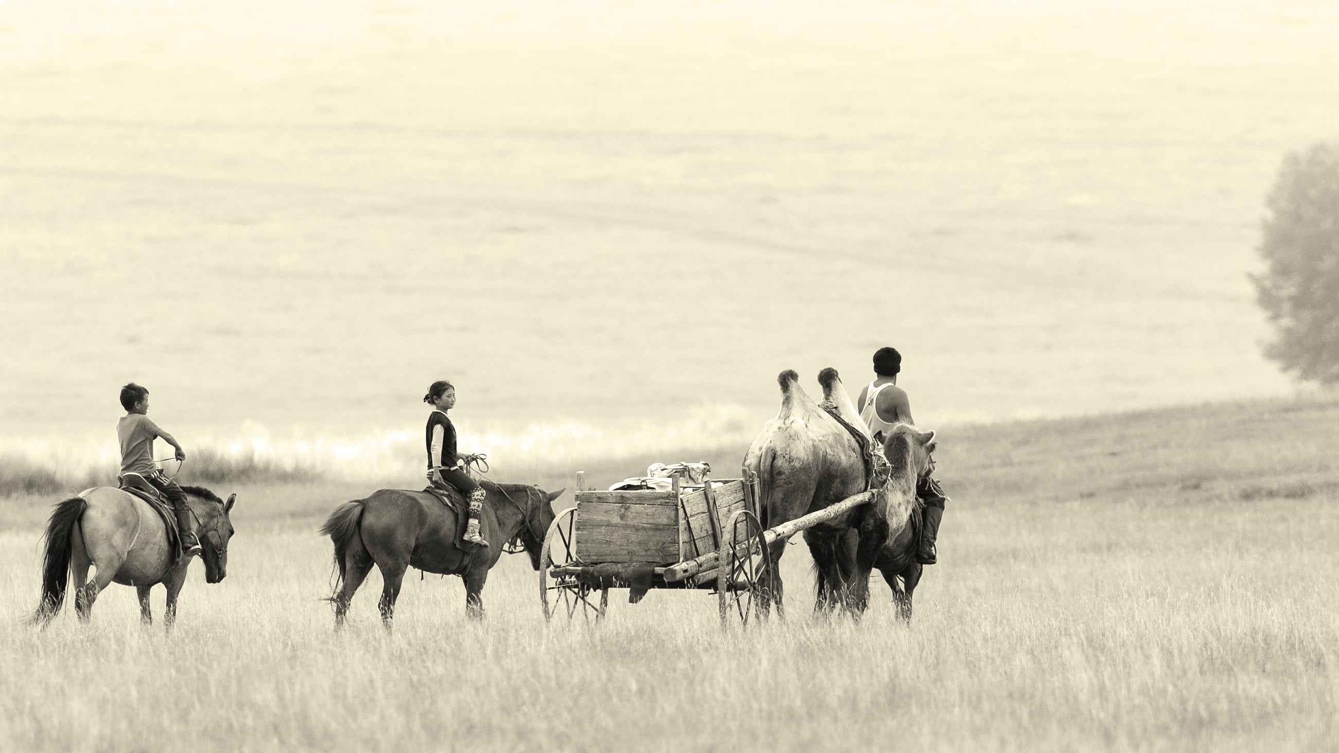 group of people, horses, steppe, family, nature, vertebrate, group of animals, field, real people, domestic animals, grass, domestic, men, 2K, roaming, HD Wallpaper