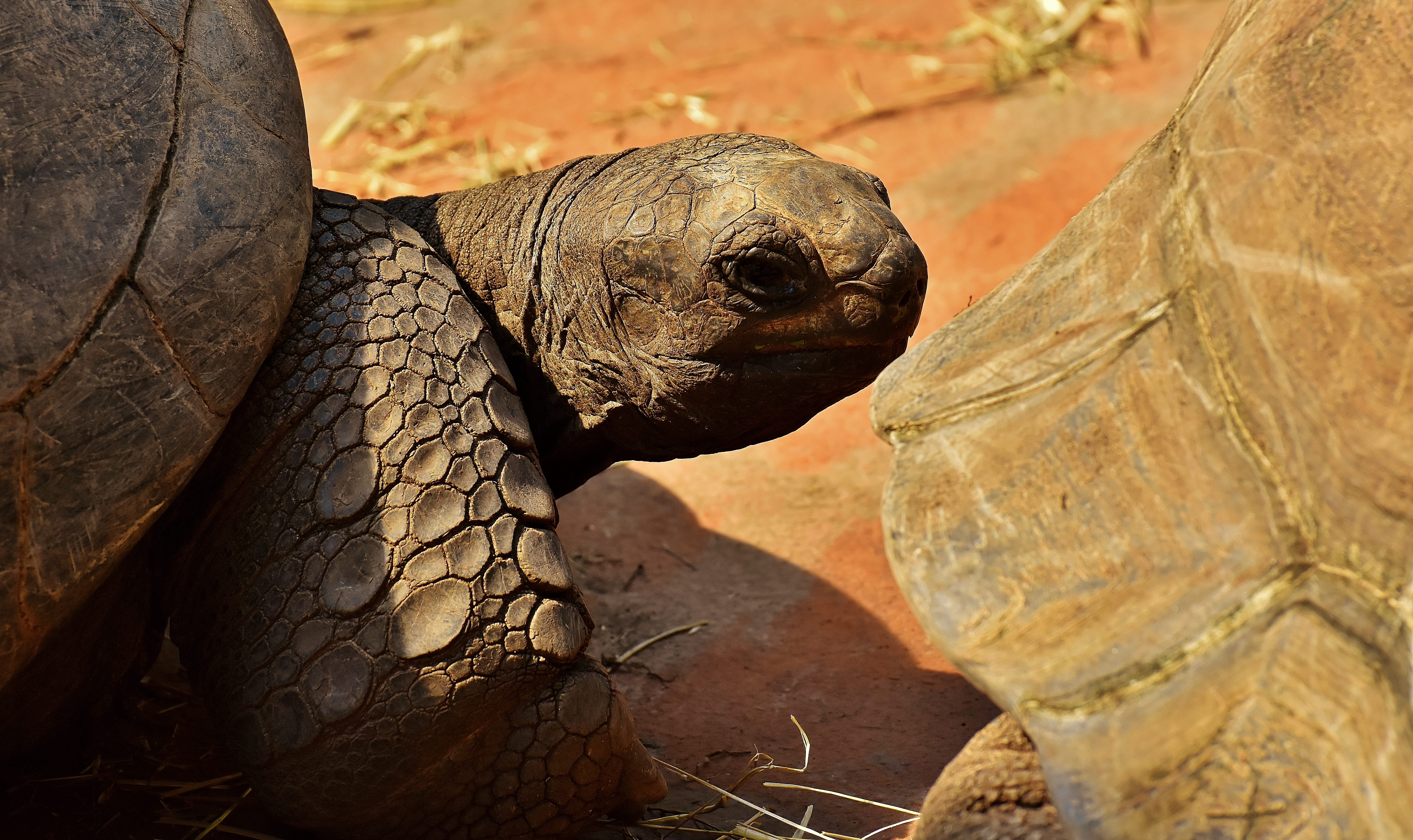 animal head, animal, wildlife photography, reptile, animal wildlife, rock, Giant Tortoises, Animals, tortoise shell, nature, tortoise, animals in the wild, HD Wallpaper