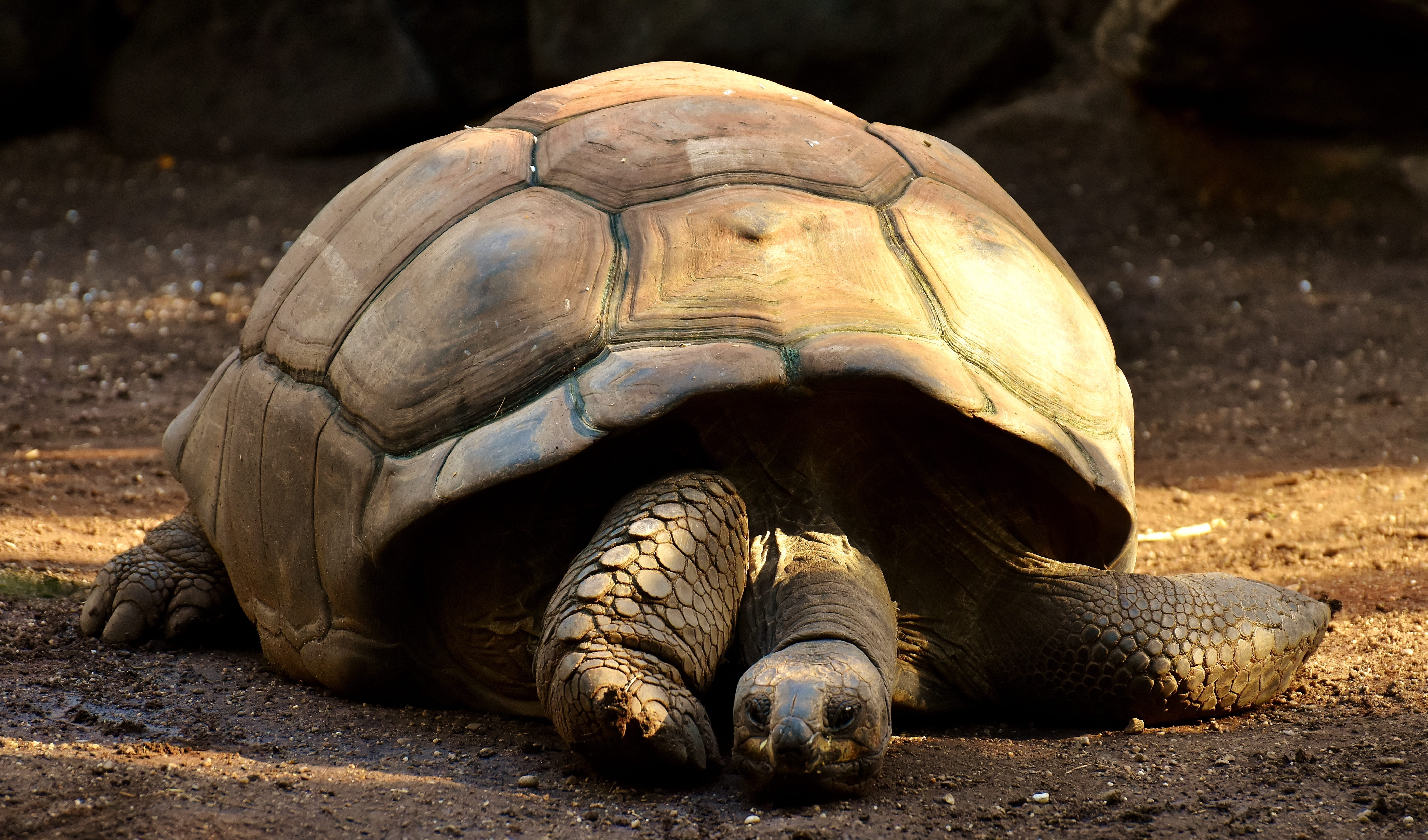 reptile, turtle, shell, 5K, close-up, galápagos giant tortoise, outdoors, animal wildlife, animal themes, one animal, creature, zoo, armored, animals in captivity, HD Wallpaper