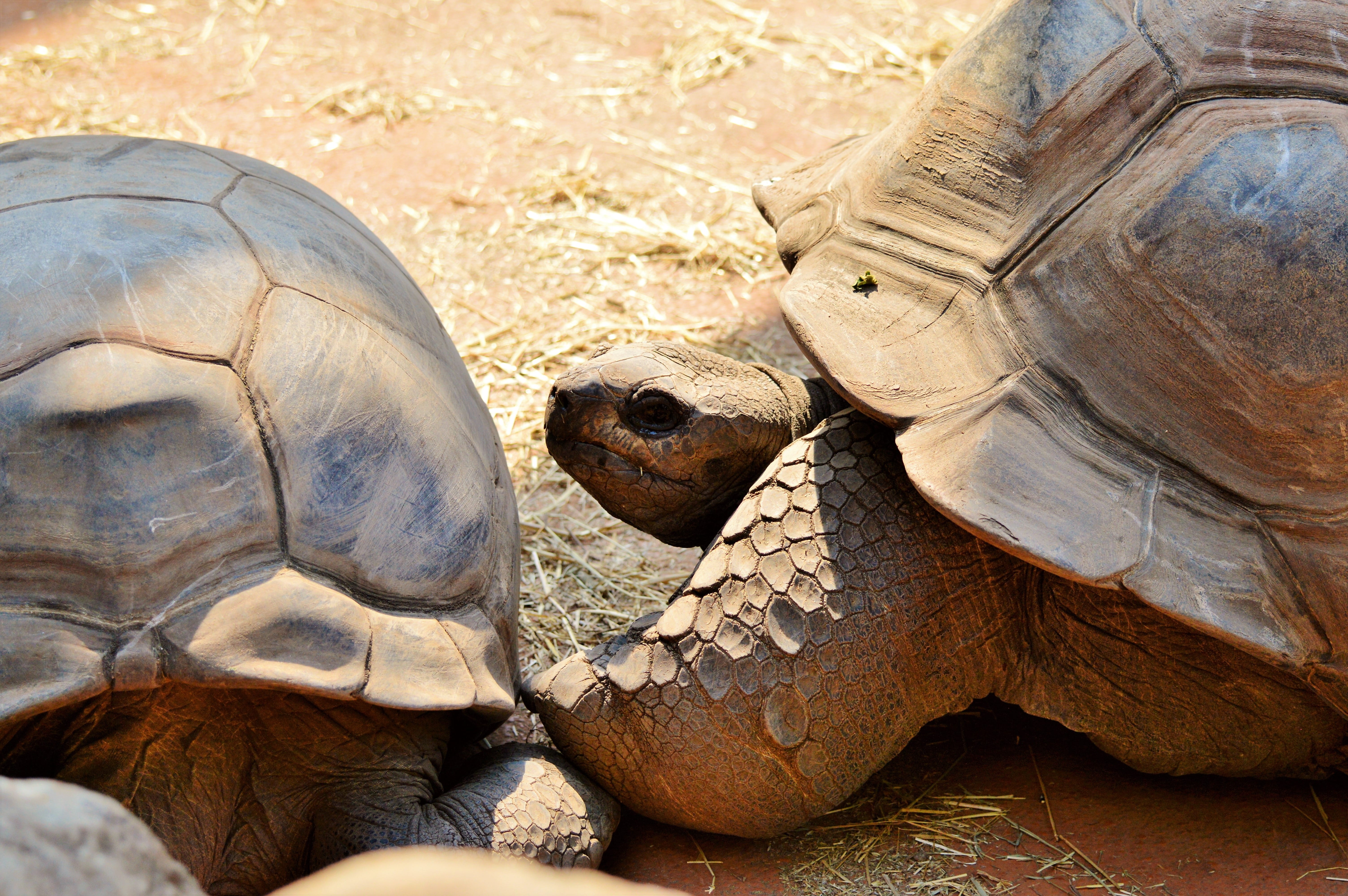 5K, Tortoise, Turtle, Reptile, animal themes, nature, portrait, one animal, zoo, vertebrate, animal wildlife, animals in the wild, panzer, animal head, HD Wallpaper