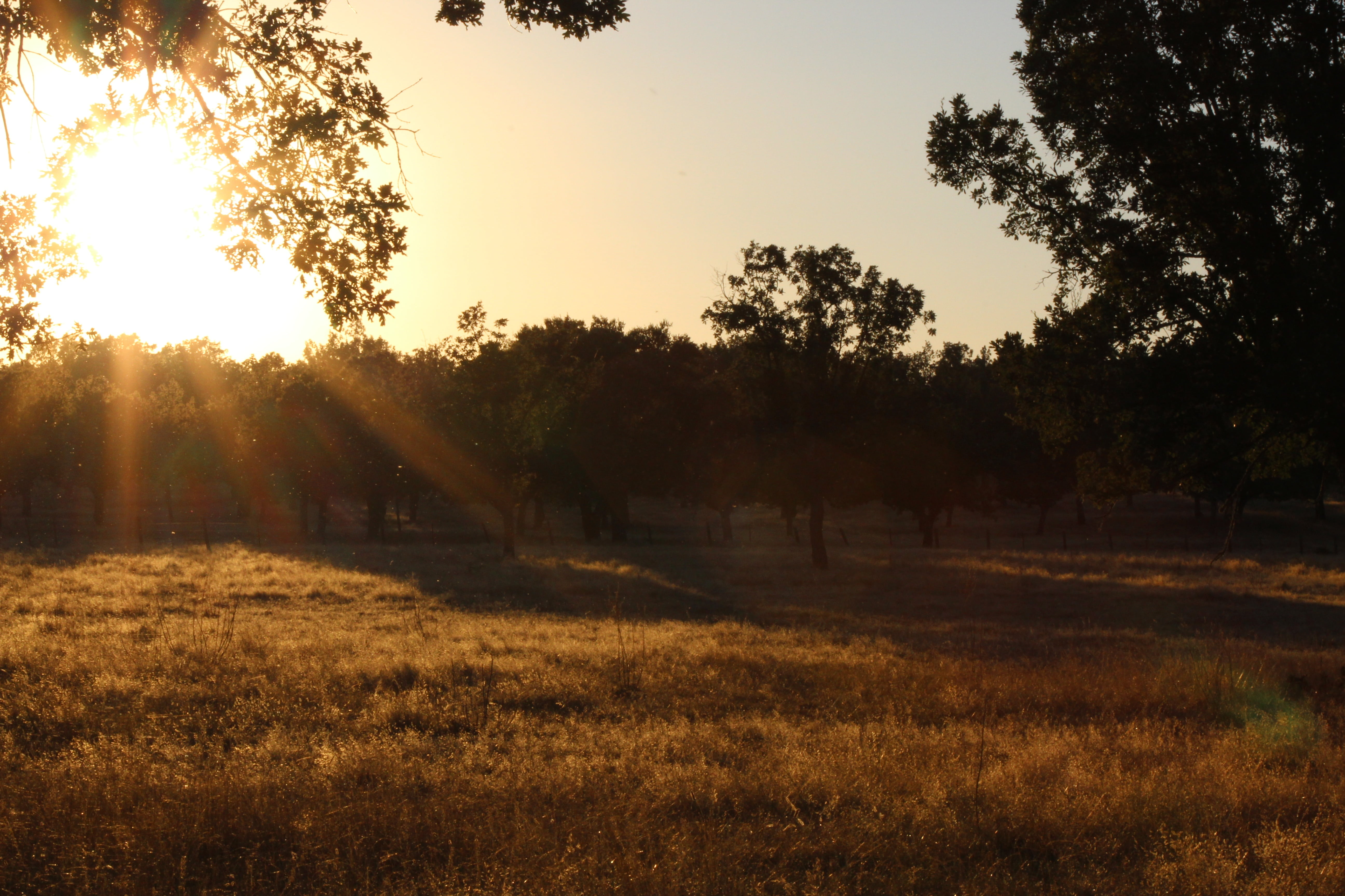 silhouettes, plant, life in dom, golden, walk, backlight, no people, lens flare, trees, land, zoo, tranquility, field, green, oak trees, 5K, evening sun, HD Wallpaper