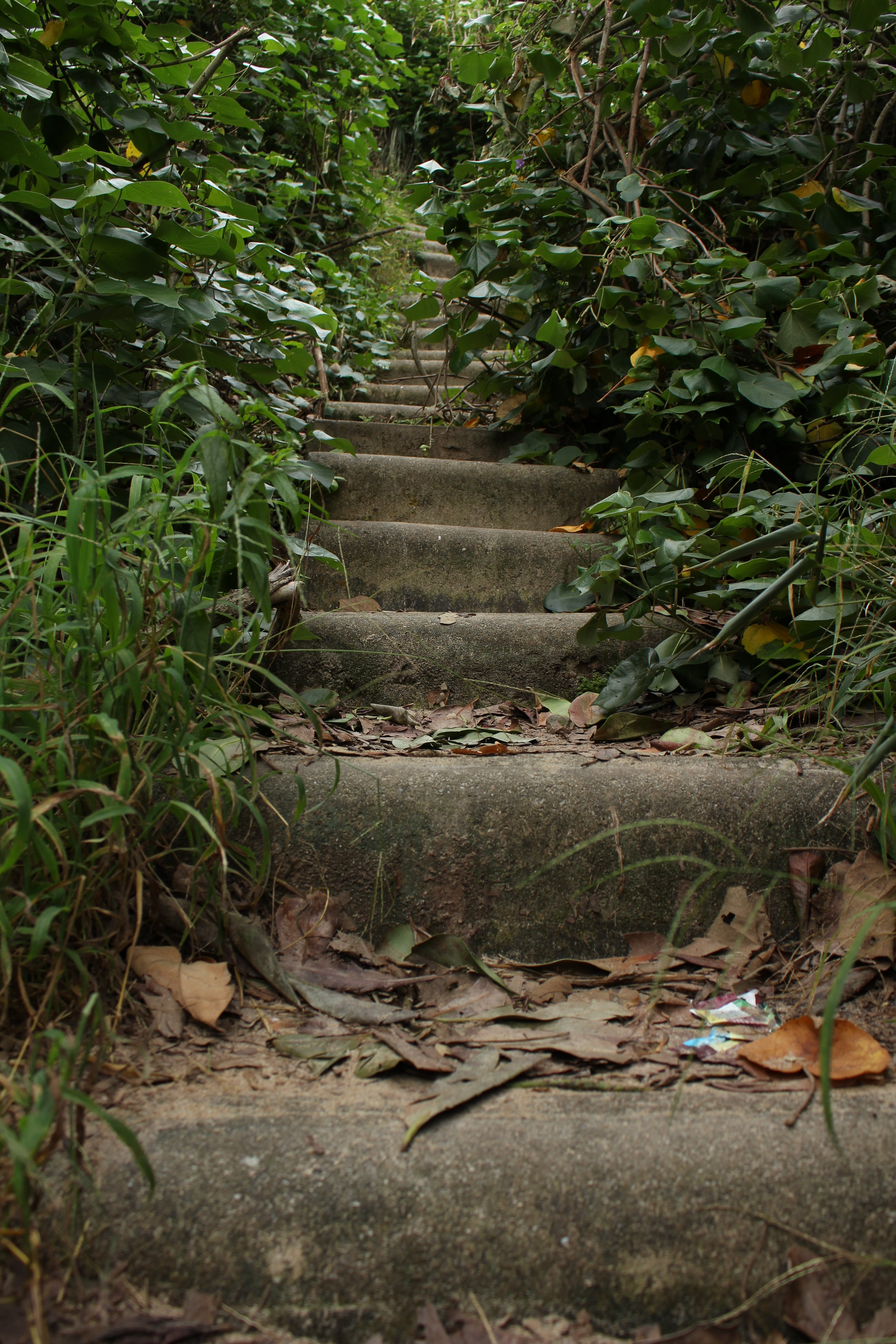 plant part, walk, plant, water, the way forward, land, green color, vegetation, stairs, day, nature, footpath, trees, summer, forest, leaf, tranquility, Phone HD Wallpaper