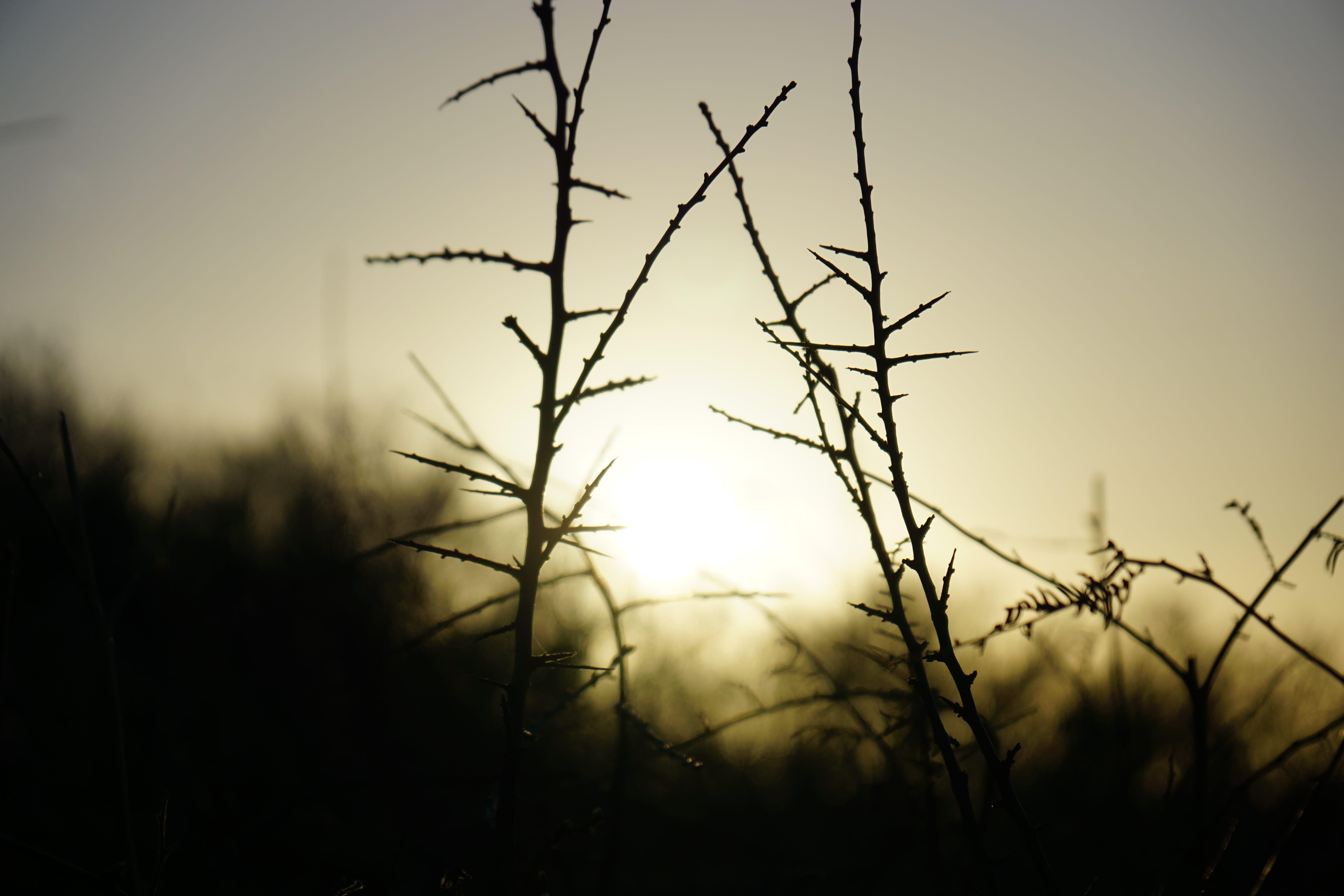 nature, bokeh, sky, scenics - nature, leaf, trélévern, no people, tranquil scene, land, 5K, blur, sun, silhouette, set, outdoors, france, close-up, plant, HD Wallpaper