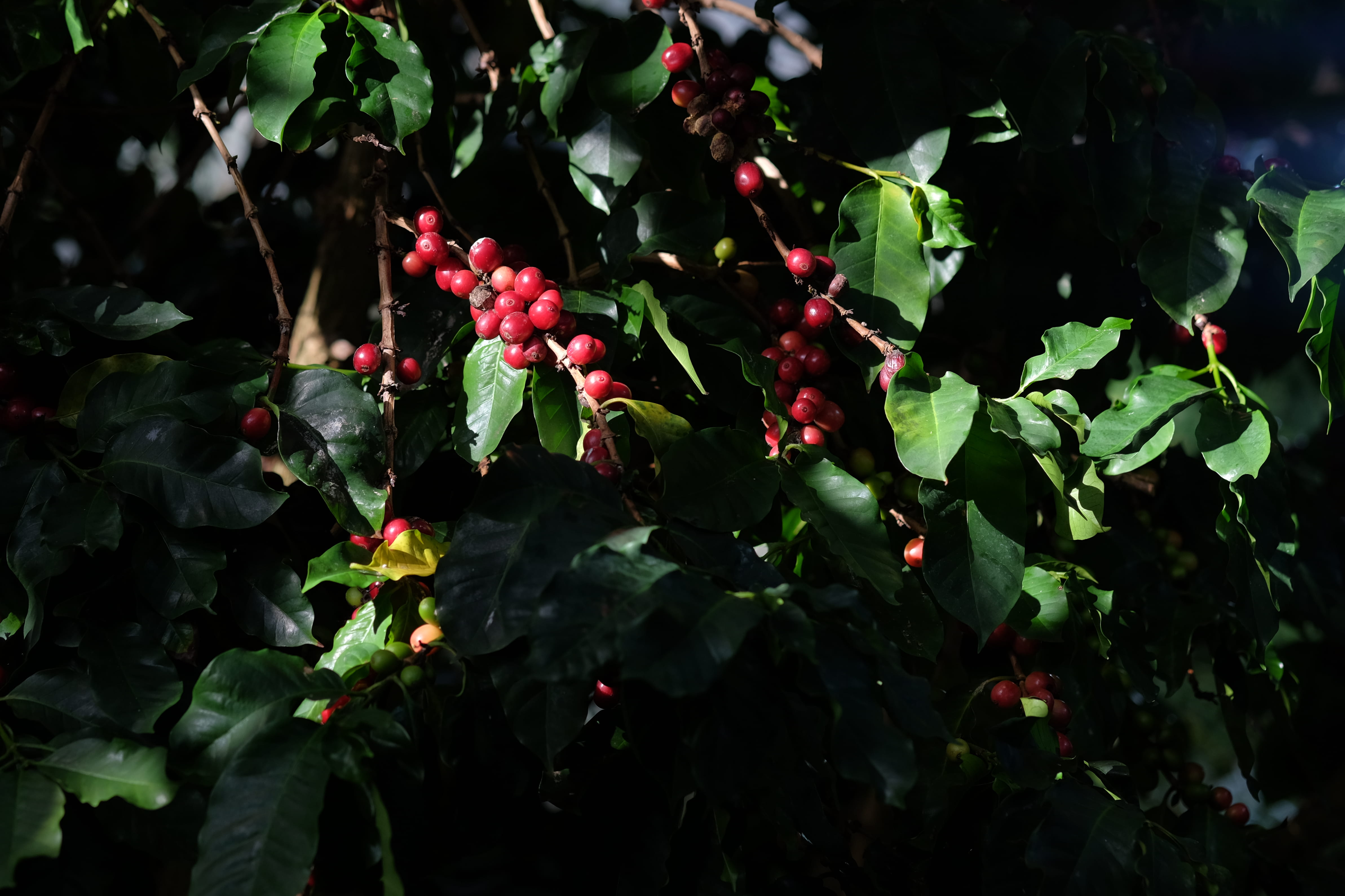 healthy eating, food and drink, switzerland, wellbeing, beauty in nature, outdoors, berry fruit, day, rowanberry, fruit, coffea arabica, nature, botanical garden of the university, HD Wallpaper