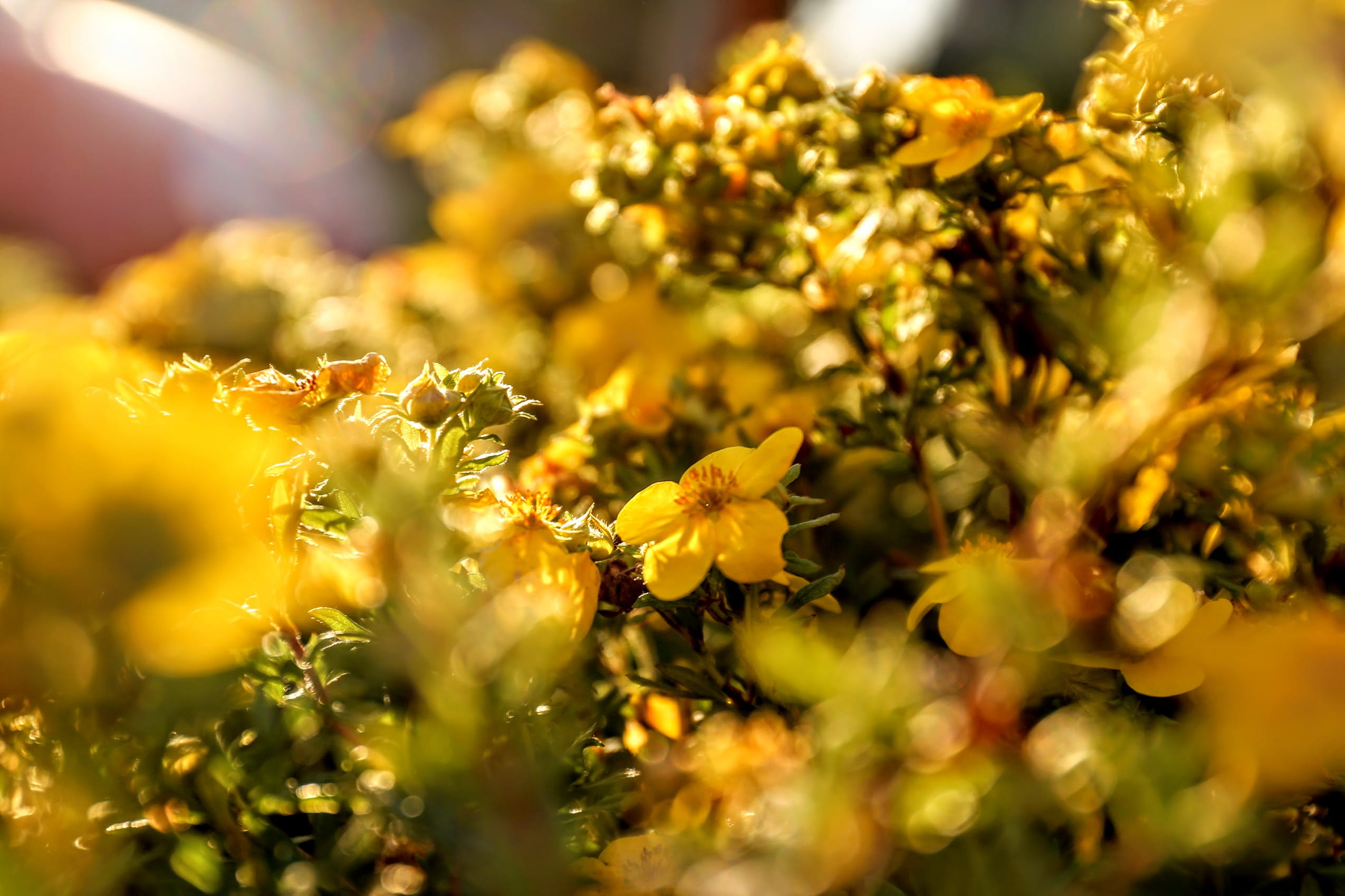 halstenbek, nophotoshopped, blur, nofilter, parkinglot, yellow, beauty in nature, petal, germany, sun, sunset, flowering plant, nature, shine, flower head, HD Wallpaper