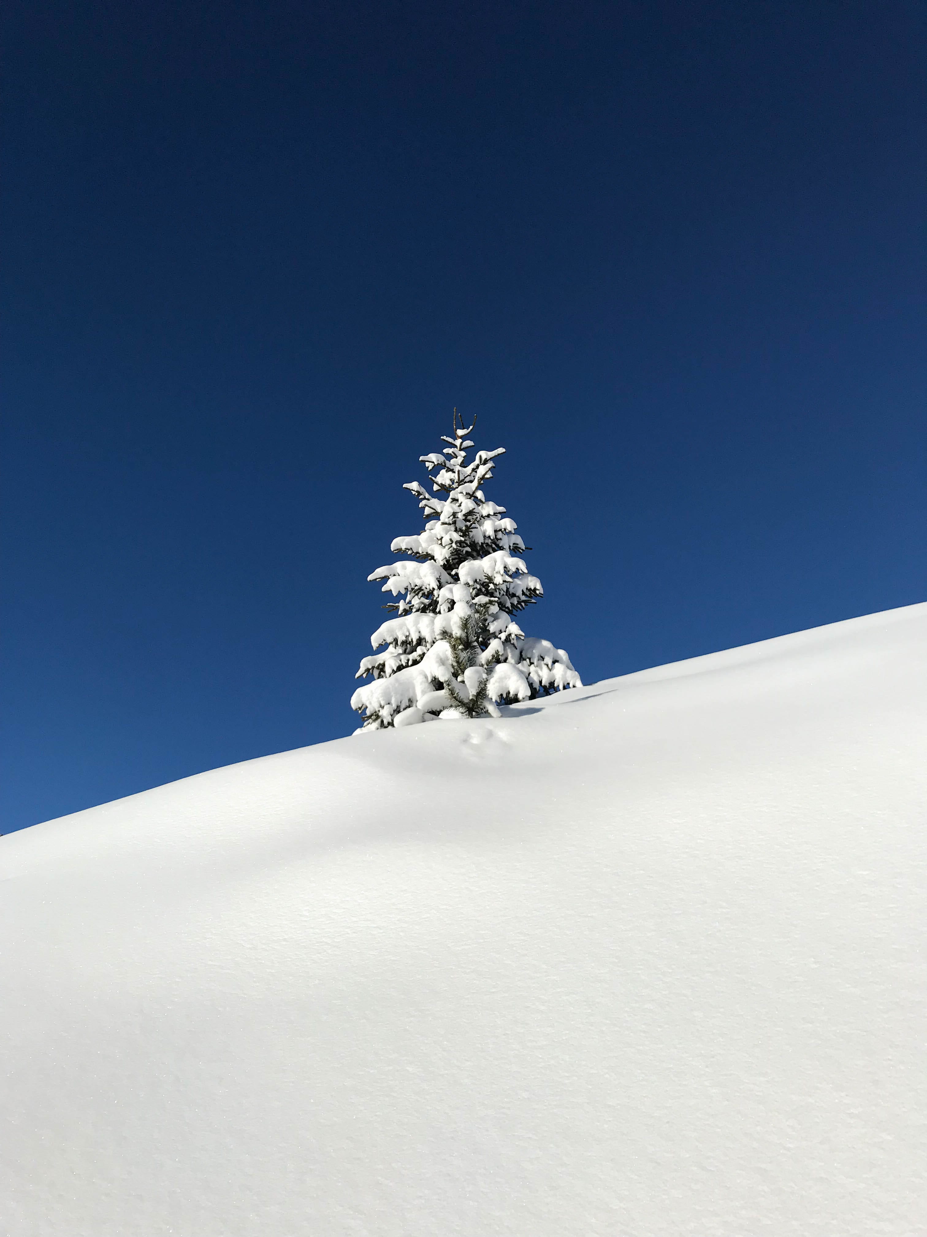 white, snow powder, 4K, sky, evergreen Tree, frozen, nofilter, noedit, cold - Temperature, forest, tranquil Scene, landscape, snow, minimal, backgrounds, Phone HD Wallpaper