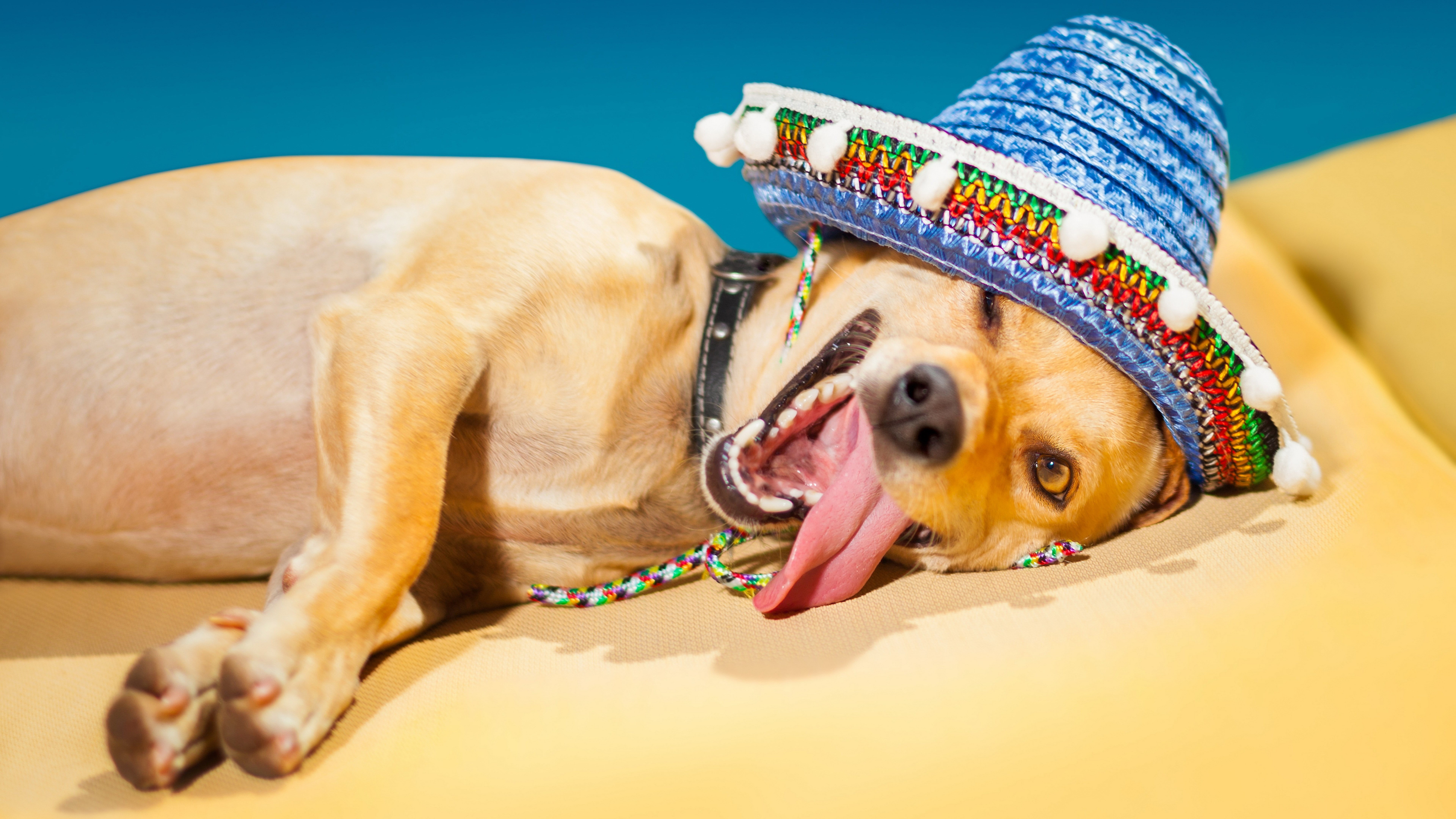 animal, domestic, relaxation, fun, no people, hat, mammal, pet clothing, celebration, mouth, 8K, domestic animals, animal themes, funniest crazy dog picture wearing hat, HD Wallpaper