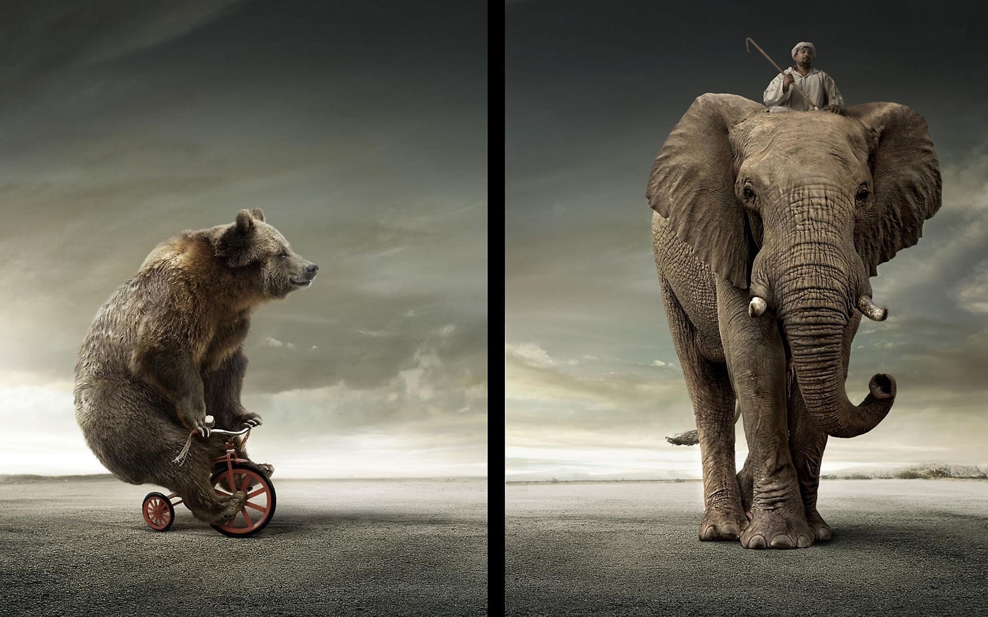 1080P, bear, elephant, vs, HD Wallpaper