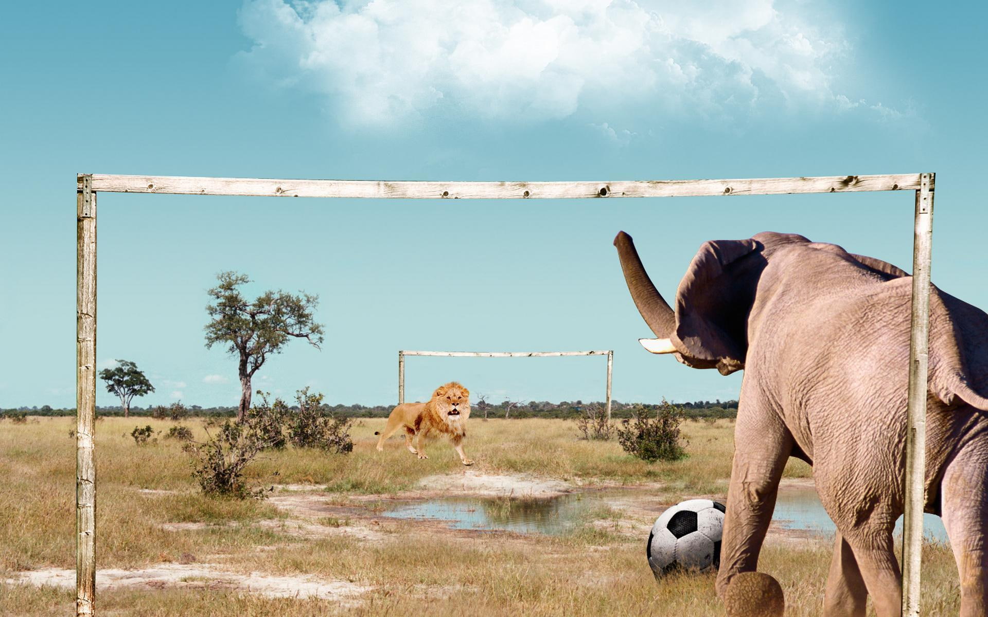 game, animal, football, lion, animals, funny, soccer, vs, 1080P, elephant, HD Wallpaper