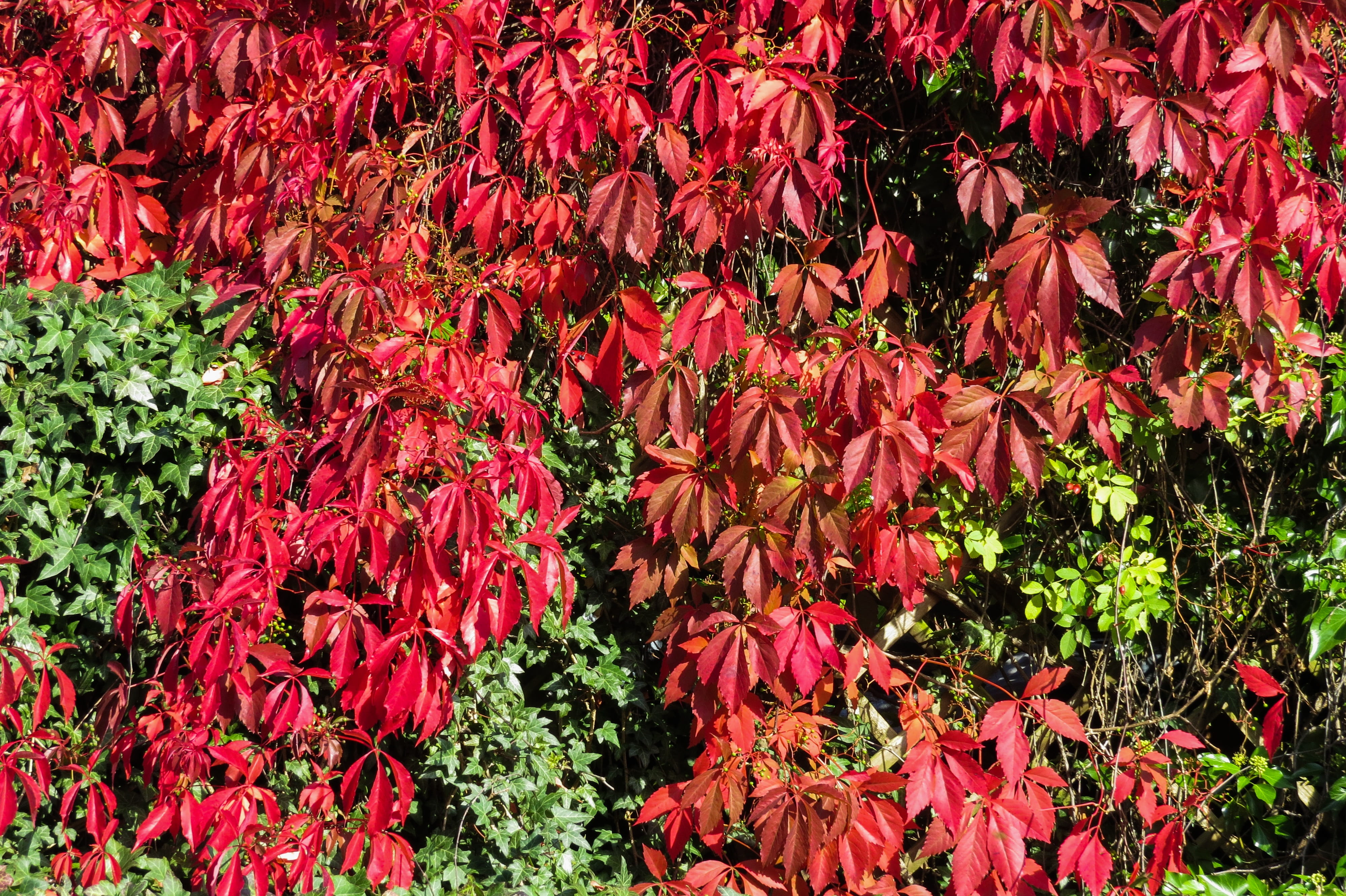 full frame, change, nature, outdoors, reen, wine partner, vulnerability, abundance, red leaves, flowering plant, flower, sunlight, day, wall planting, plant part, HD Wallpaper