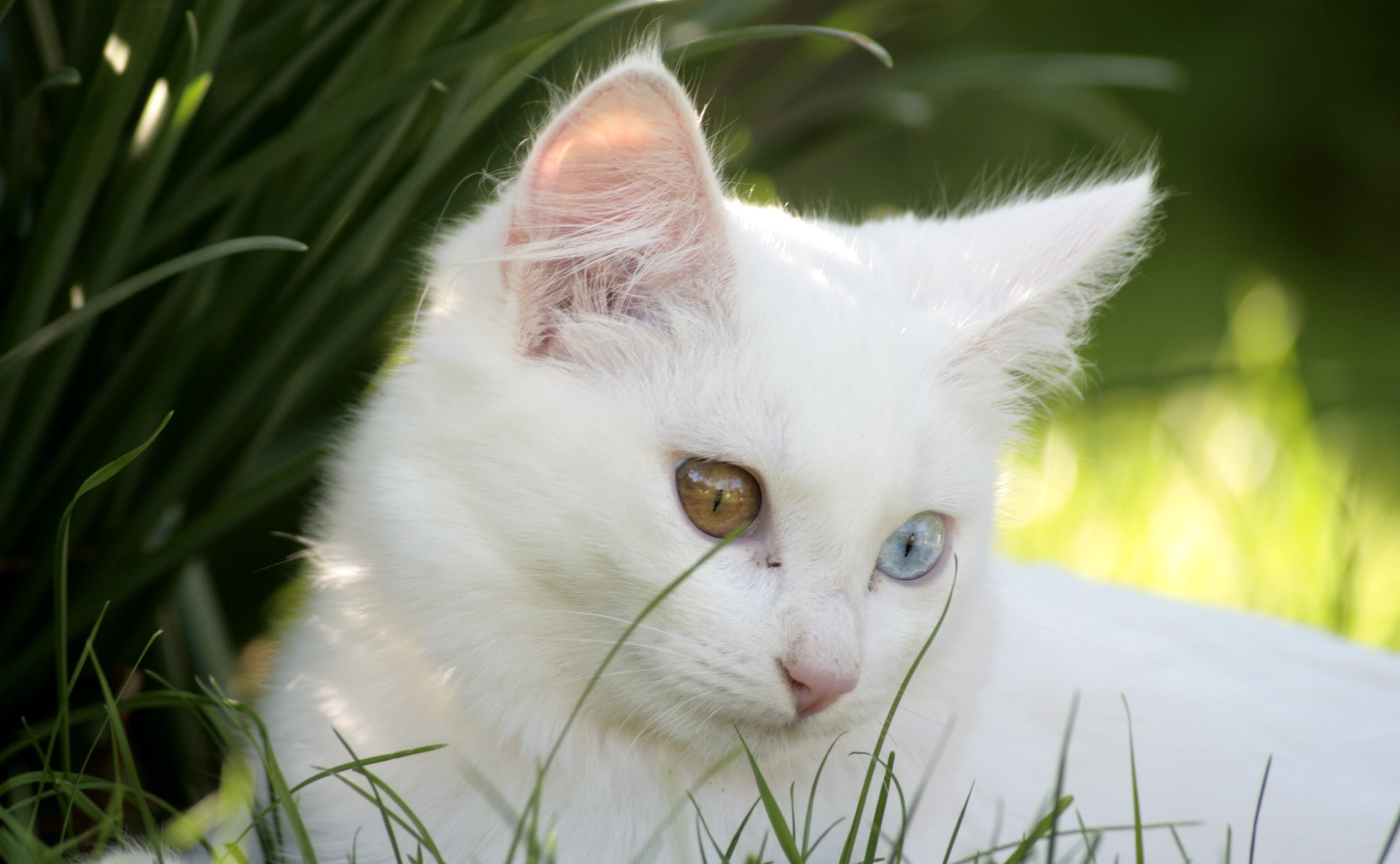 cat, white, crazy eyes, 4K, White cat, HD Wallpaper