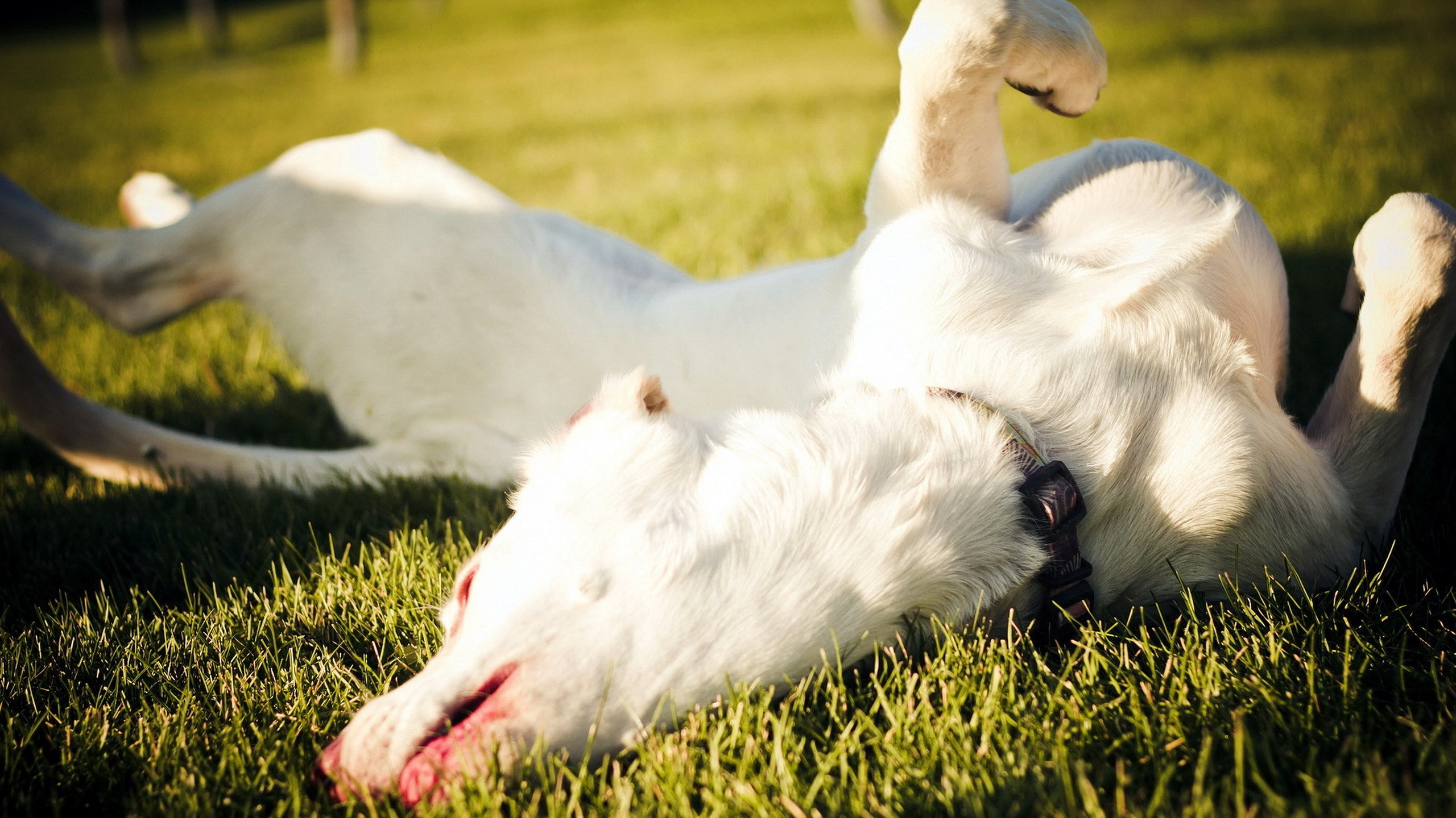 2K, dog, pets, vertebrate, animal themes, lying down, relaxation, field, livestock, one animal, mammal, domestic, animal, domestic animals, plant, no people, HD Wallpaper