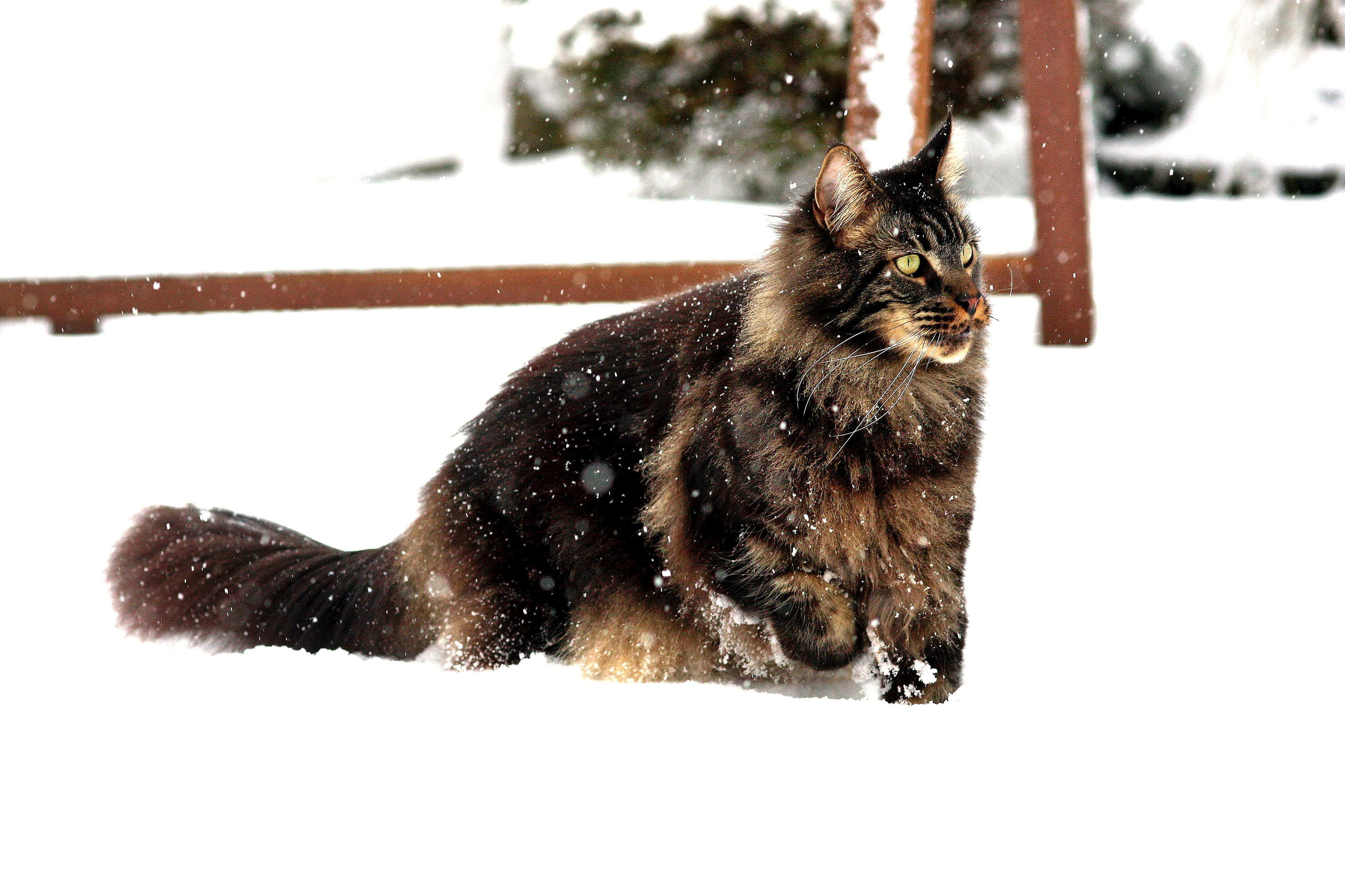 watch, maincoon, land, field, animal world, concentration, on game, tiger cat, mieze, mackerel, hunting, white, cold temperature, cat, animal, domestic animals, HD Wallpaper