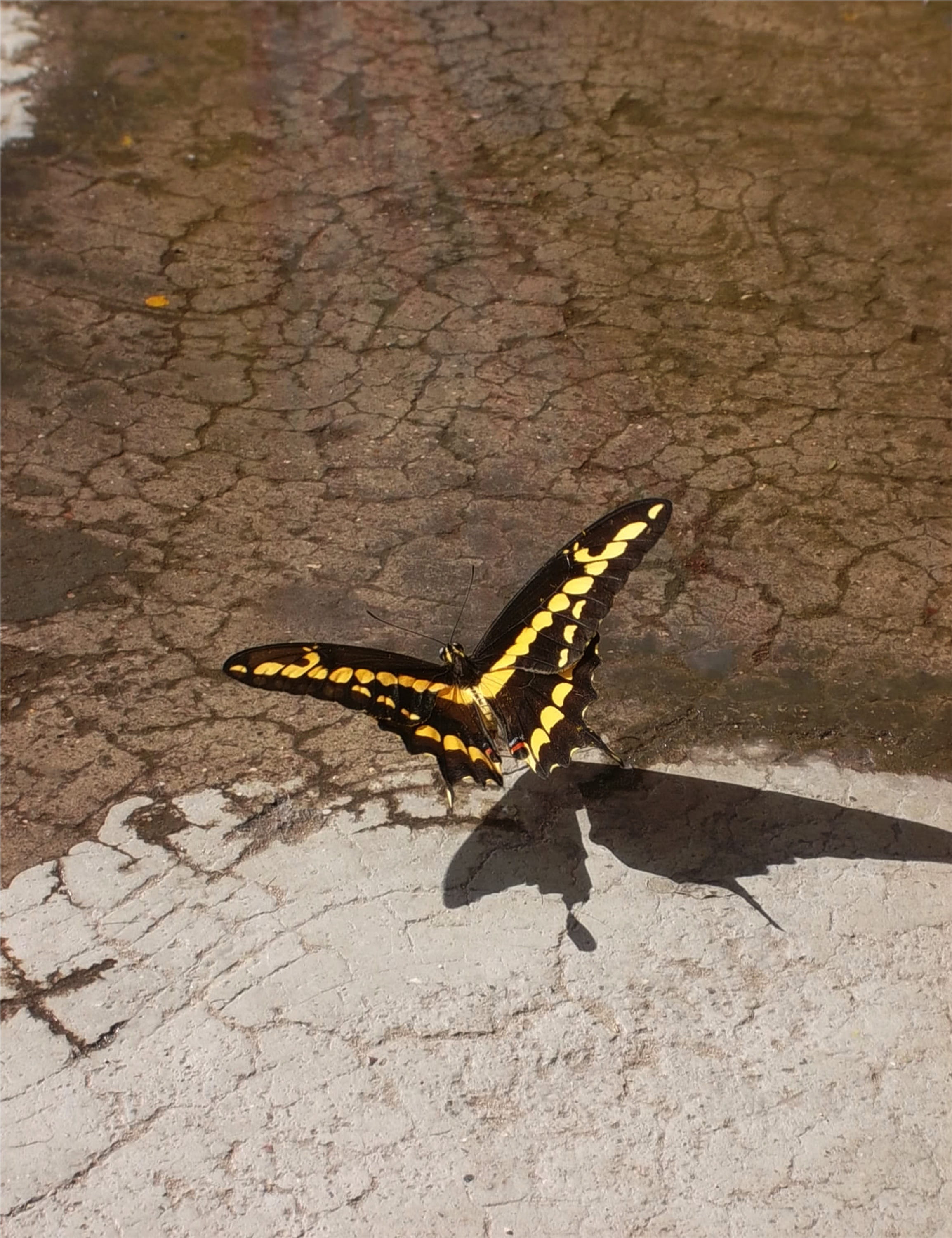 day, one animal, animal wildlife, no people, insect, 2K, animal, solid, outdoors, close-up, zoology, invertebrate, drinking water, animal themes, monarch, Phone HD Wallpaper