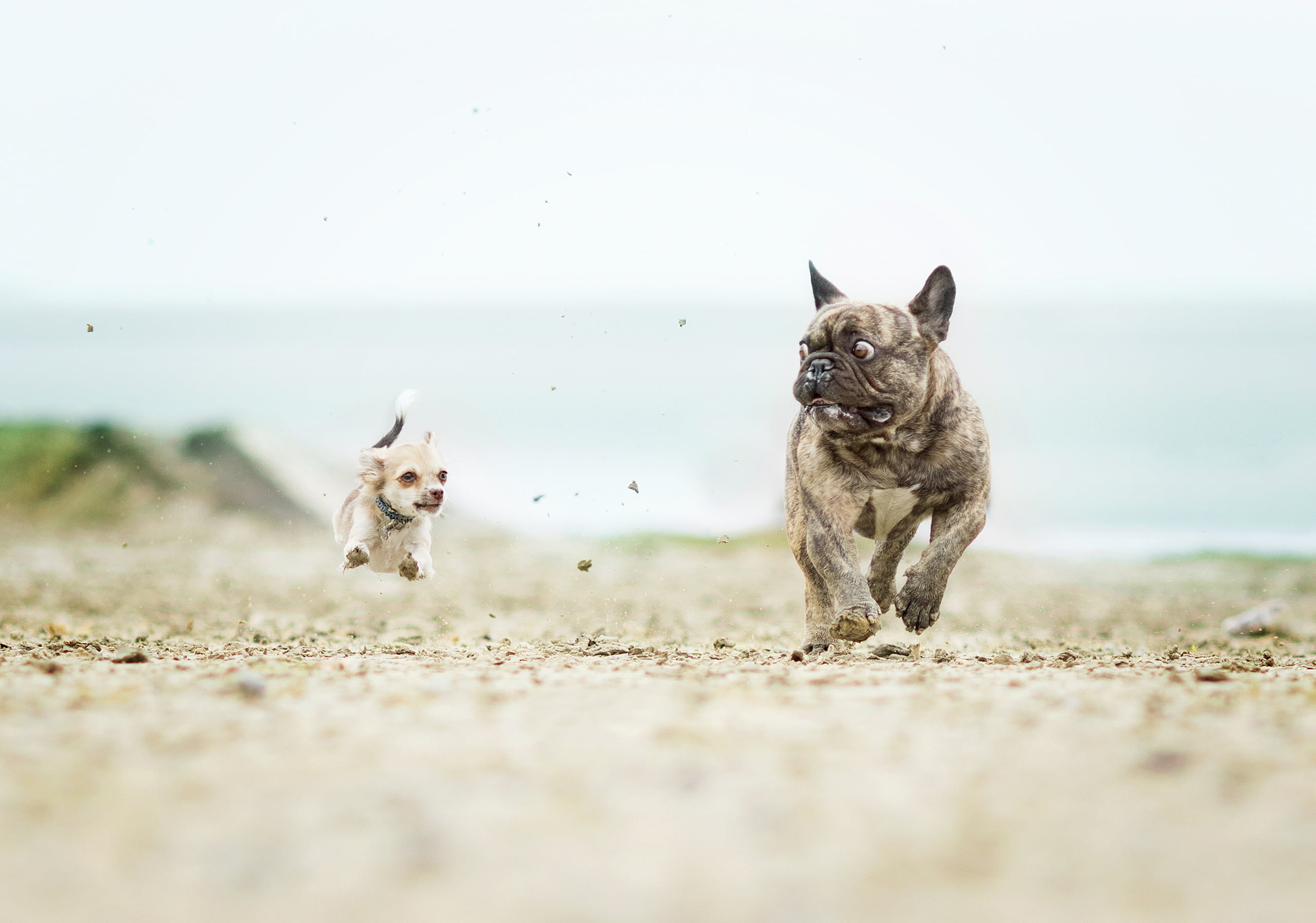 2K, French bulldog, Chihuahua, dogs, the horror in the eyes, catch-up, HD Wallpaper