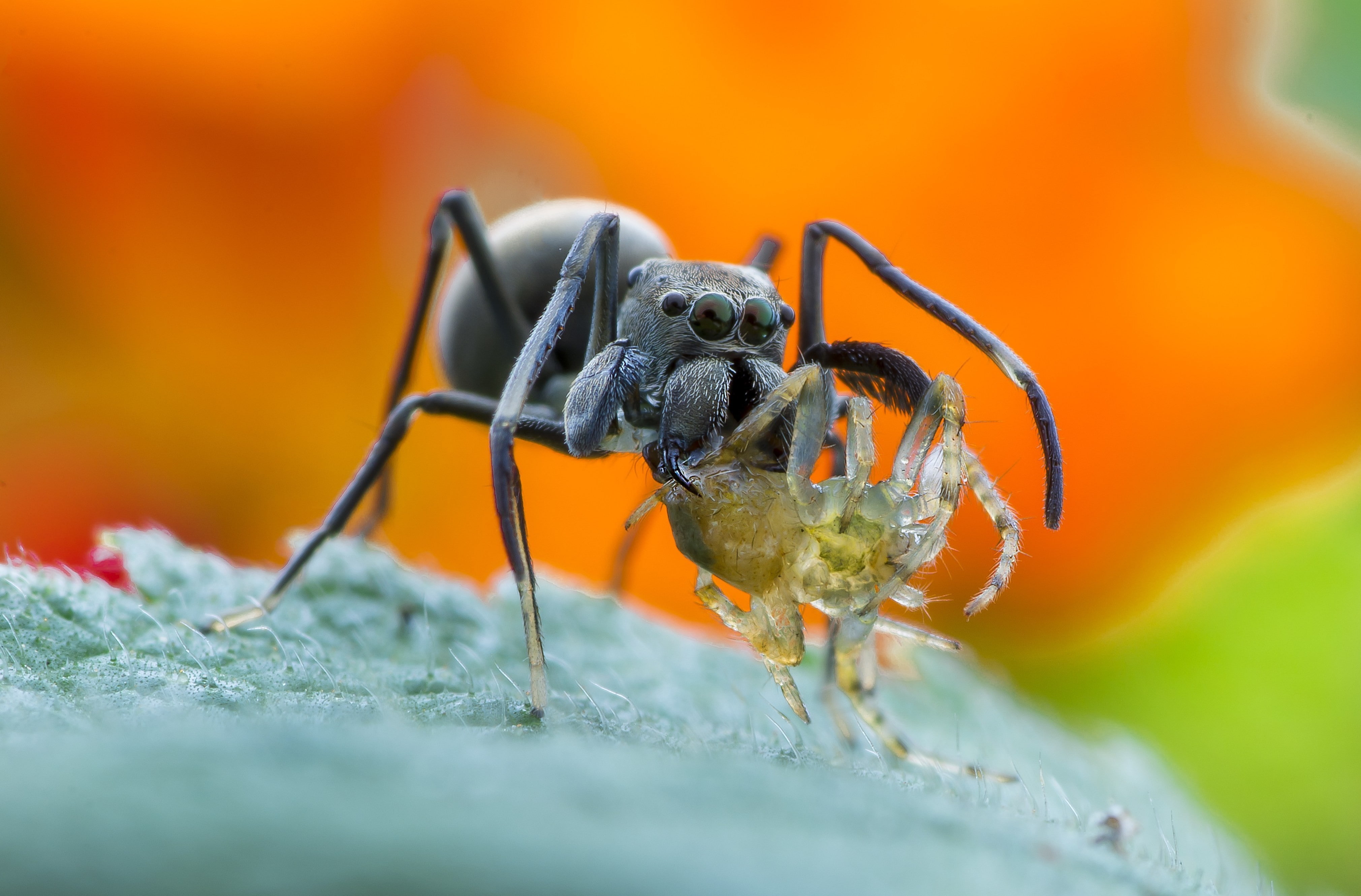 spider Central America, macro, catch, legs, Bagheera, food, Bagheera Kiplingi, spider, insect, animal, 4K, wildlife, eyes, orange, leaf, Konoha, HD Wallpaper