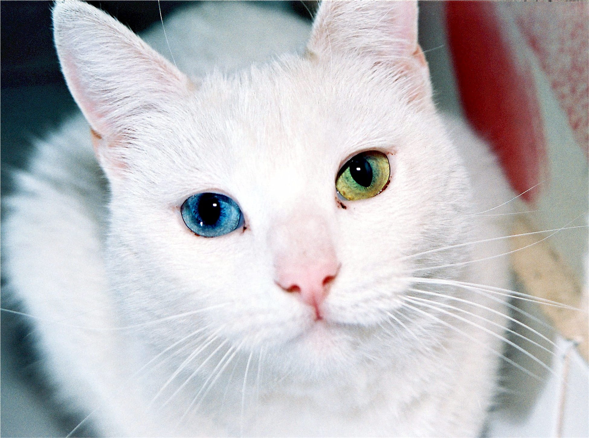 cute, intriguing, odd, focus, animal themes, whisker, pets, portrait, white color, eye-catching, eye, vertebrate, domestic, different, cat, animal eye, HD Wallpaper